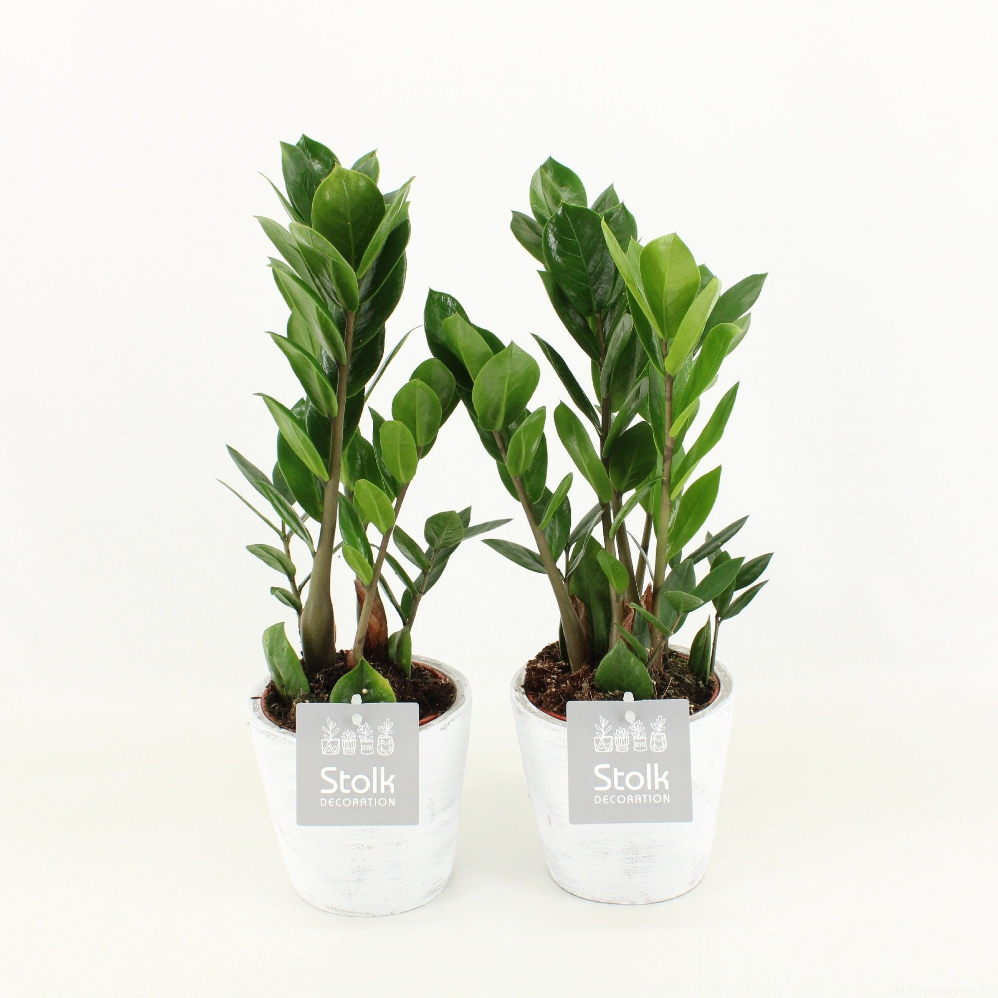 Zamioculcas Zamiifolia 10,5 in White Wash pot, D 11