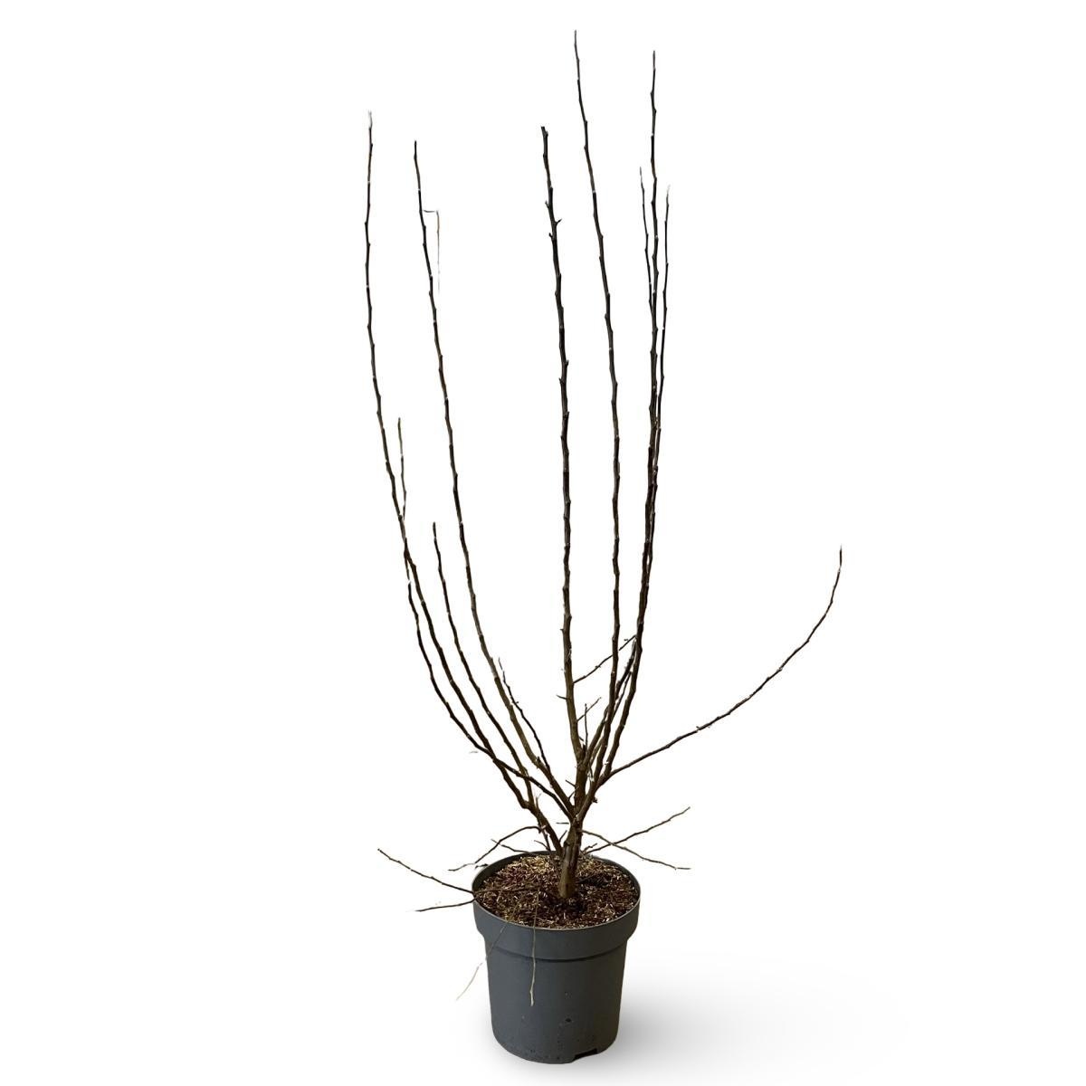 Malus 'Evereste', D 32