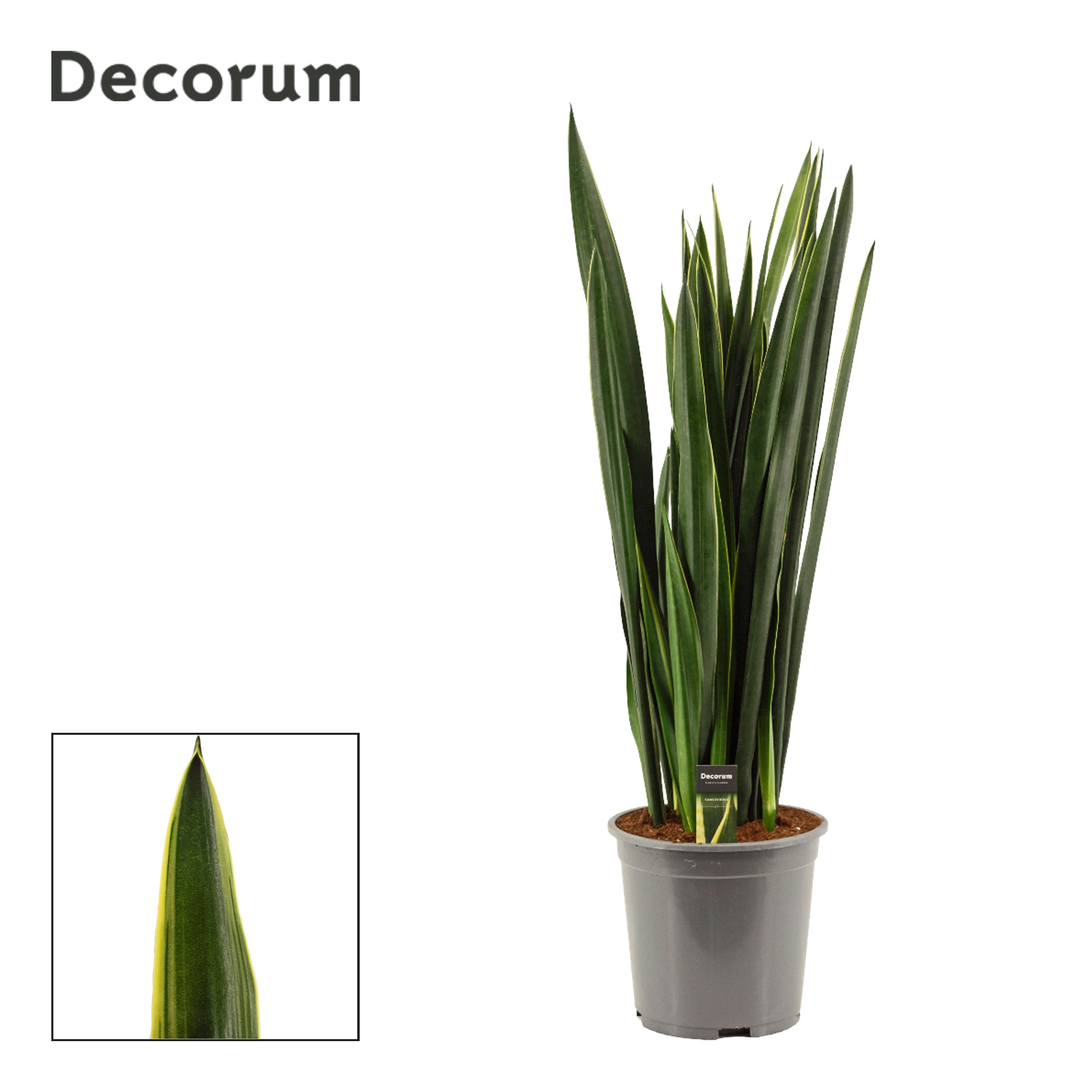 Sansevieria Black Coral Gold Edge 27 cm (Decorum), D 27