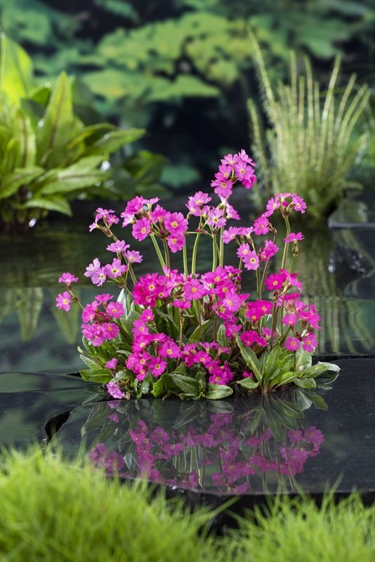 Primula rosea, D 9