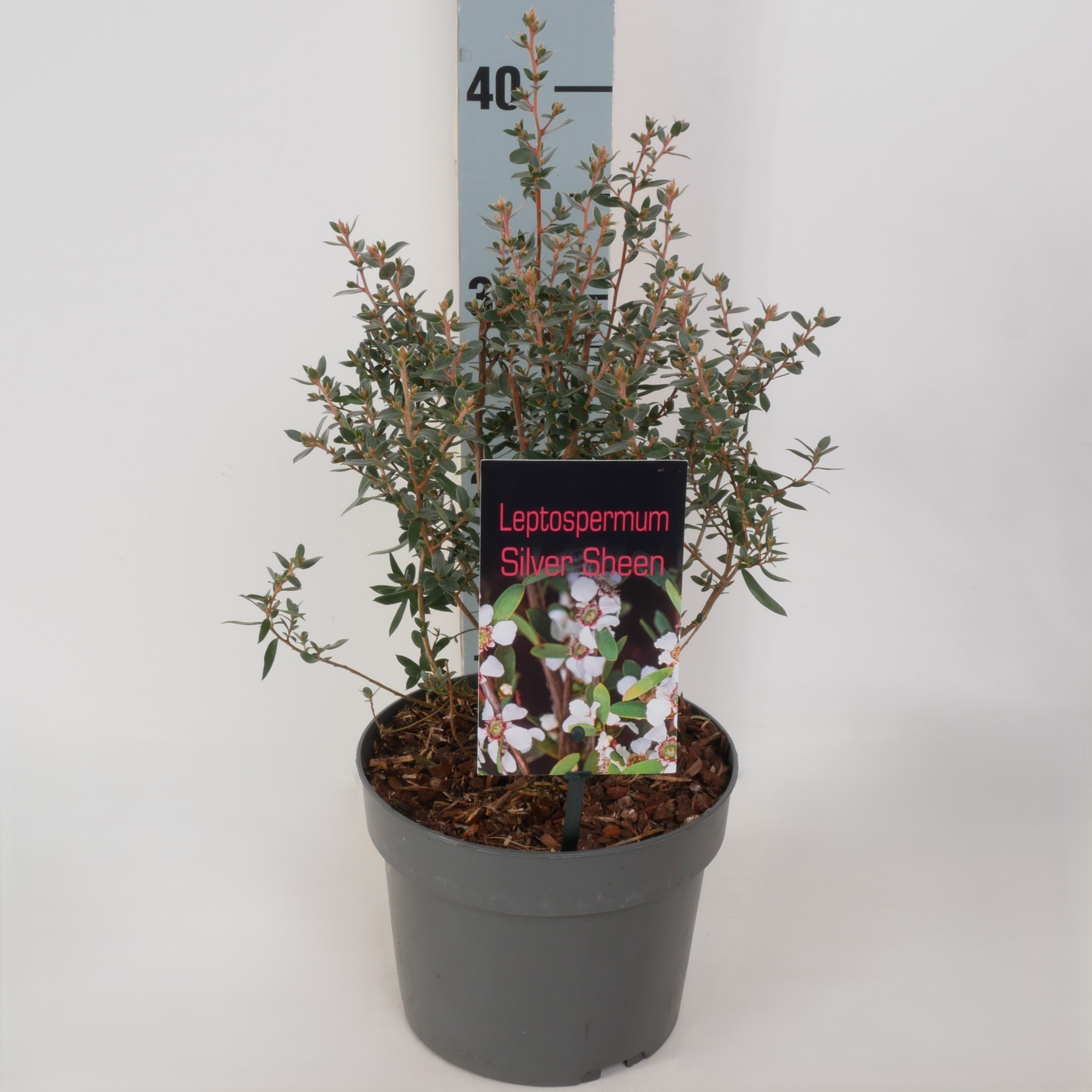 Leptospermum scoparium 'Silver Sheen' P17, D 17