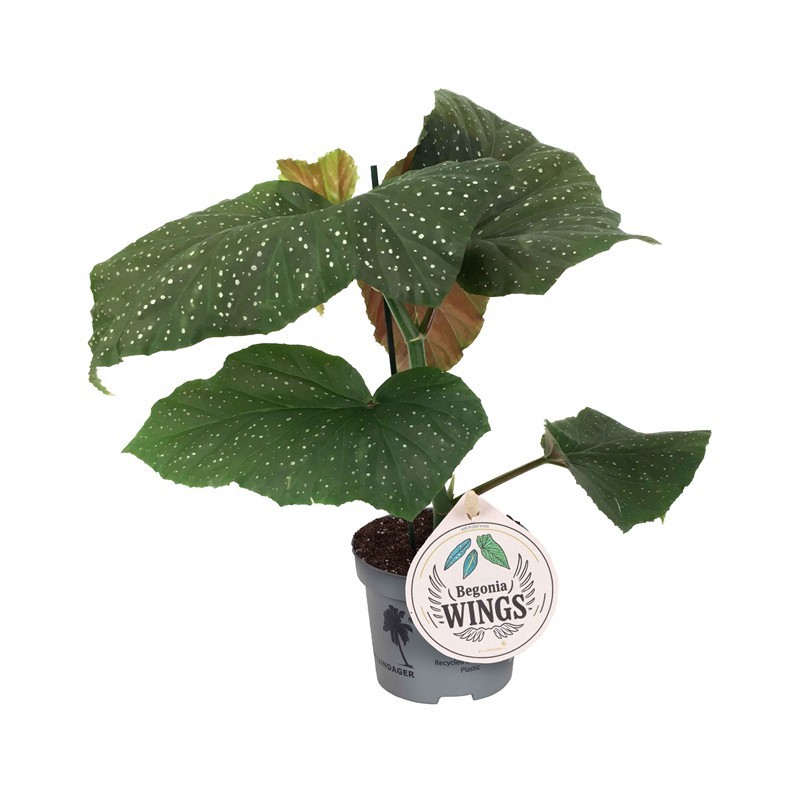 BEGONIA MACULATA 'WINGS CORALLINA', D 12