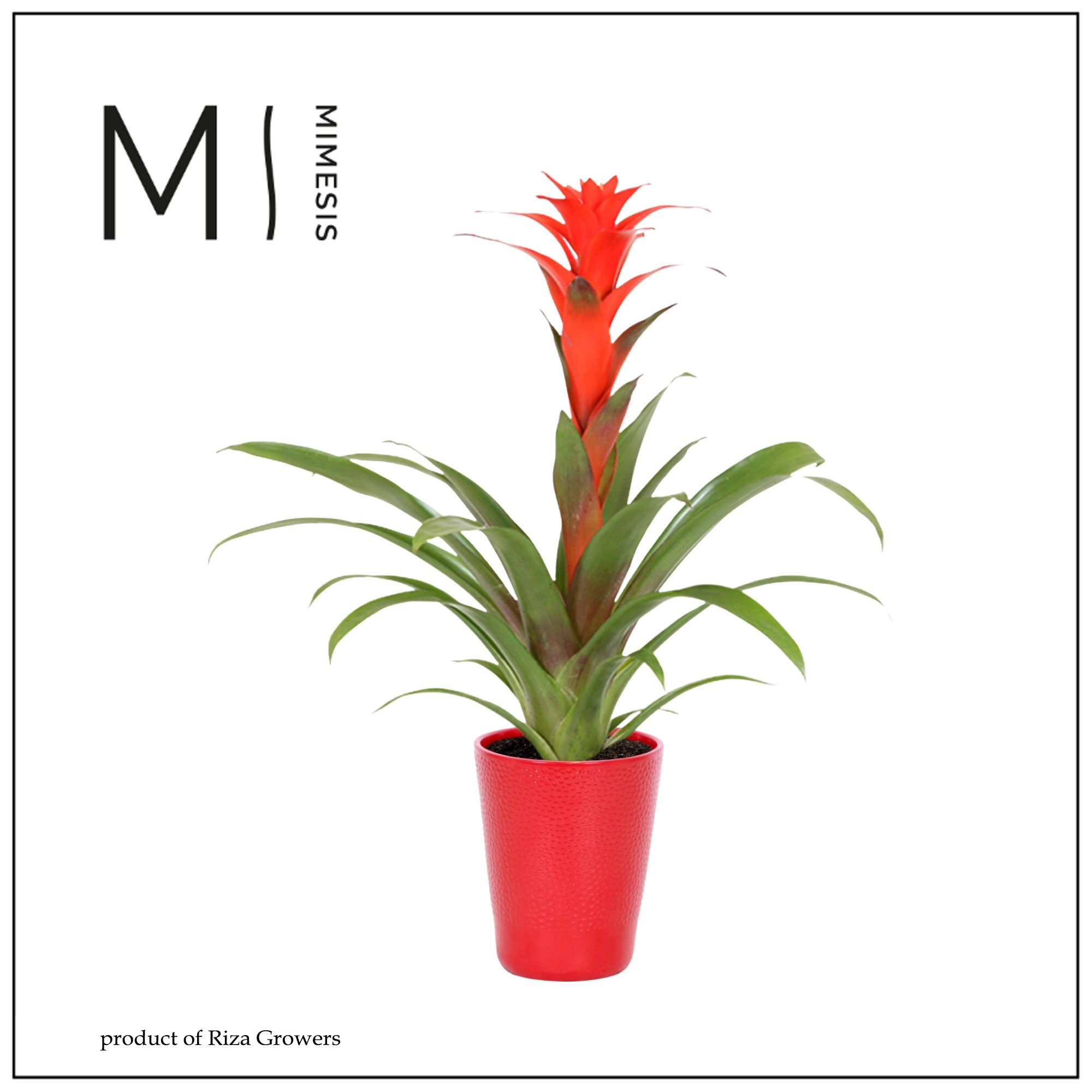 Guzmania Calypso - 13cm in Florence | Mimesis, D 12