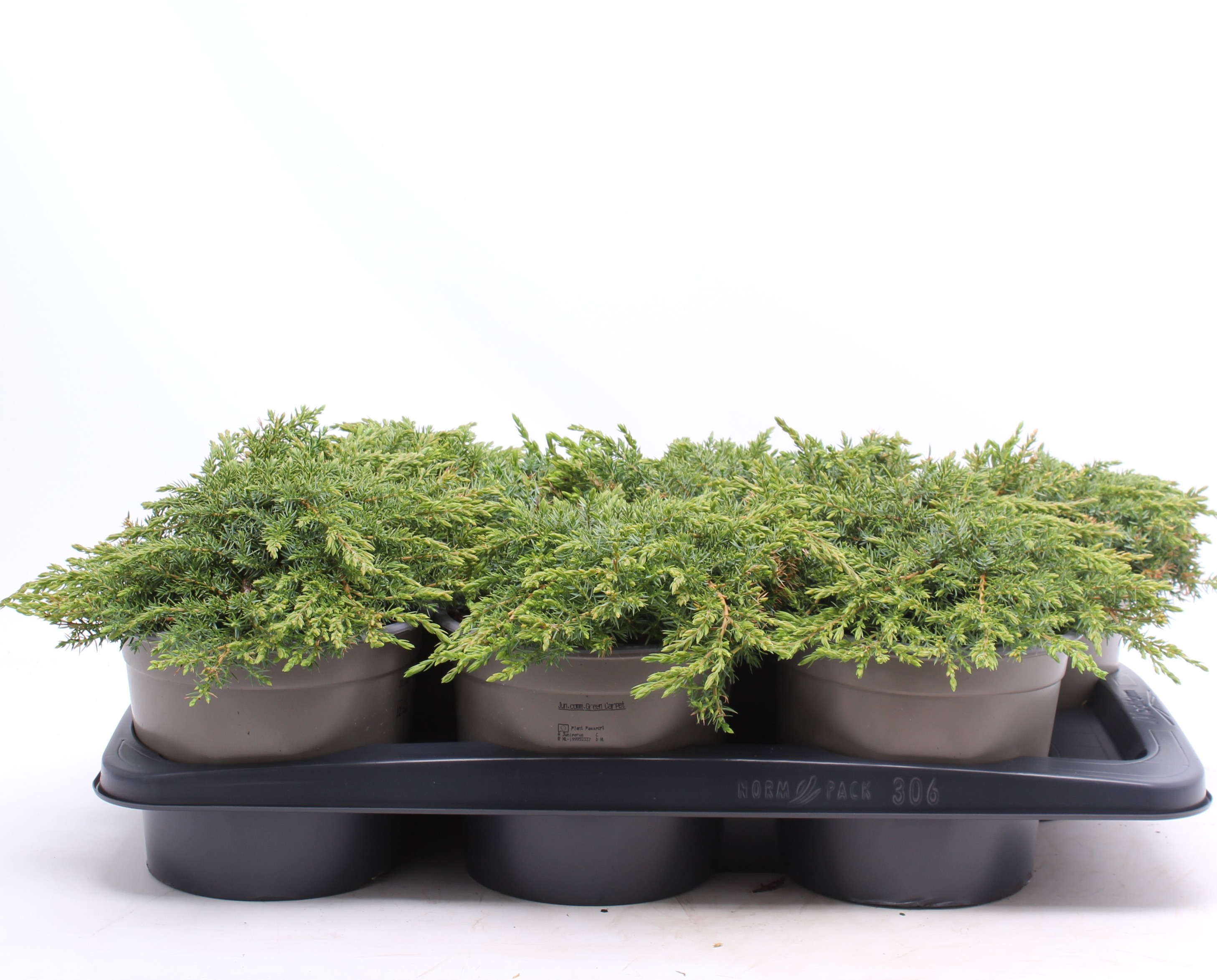 Juniperus communis 'Green Carpet', D 17