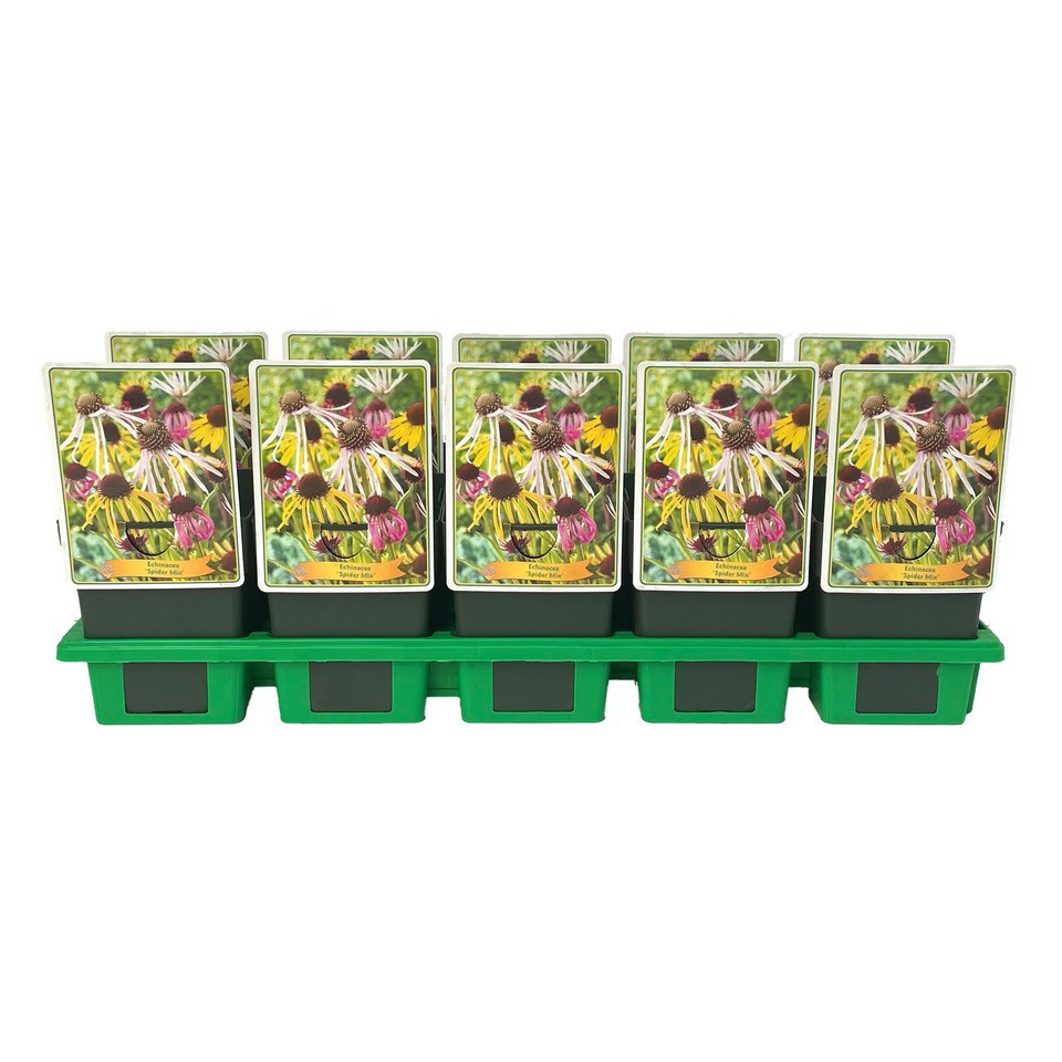 Echinacea Purpurea 'Spider Mix' P11, D 11