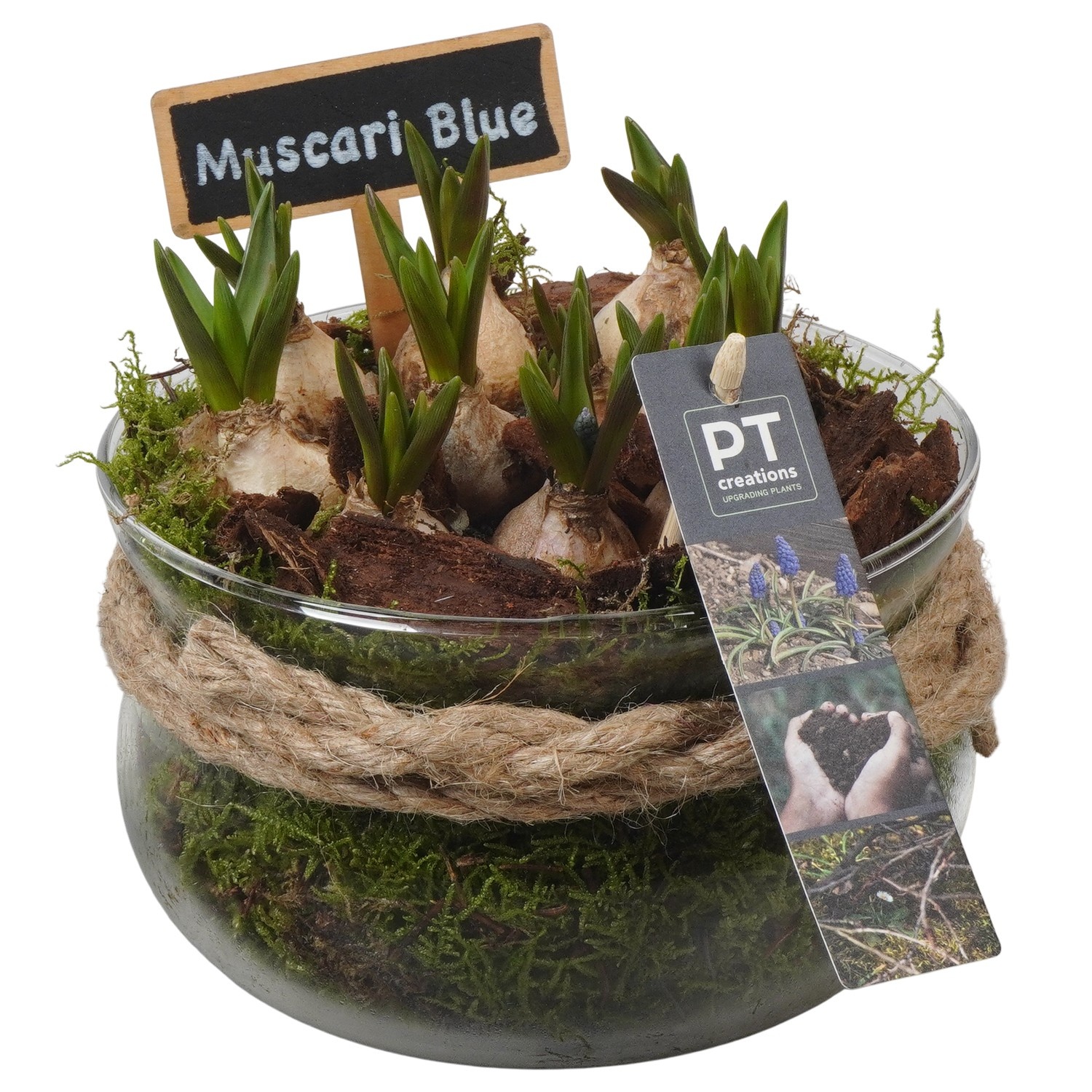 PTMB6334 Arrangement Muscari Blue in glasschaal met touw, D 16