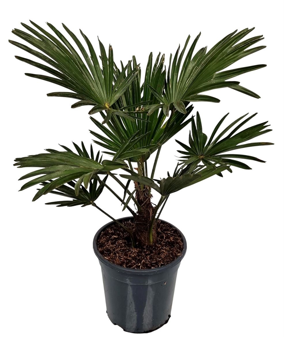 Trachycarpus Wagnerianus Nederlandse Teelt, D 21