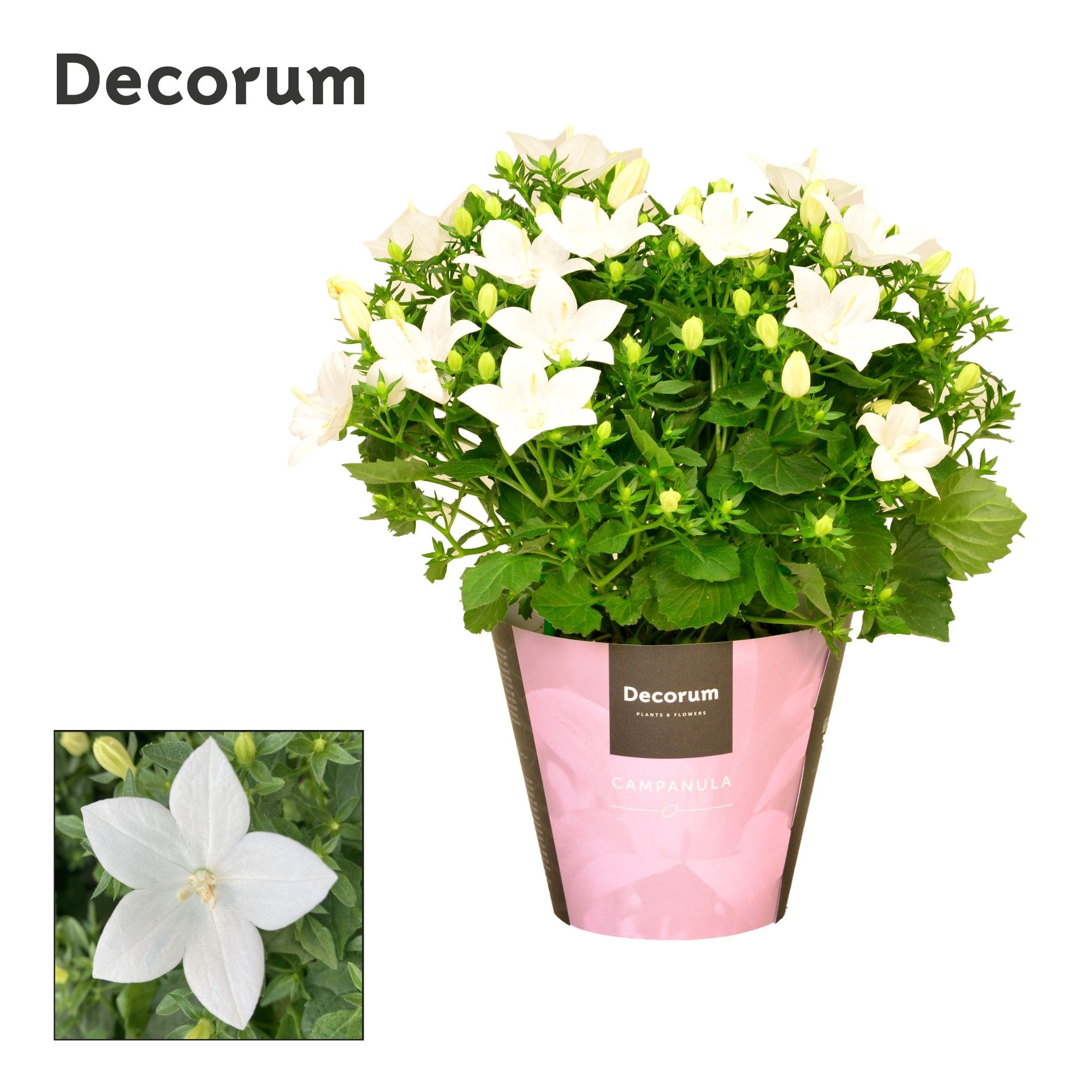 Campanula iso. Atlanta Decorum, D 11