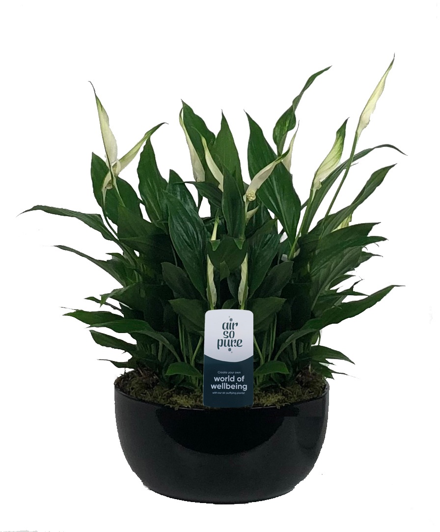 KP-106.2 - Spath. Pearl 4x9cm Basel schaal zwart met mos (1239), D 20