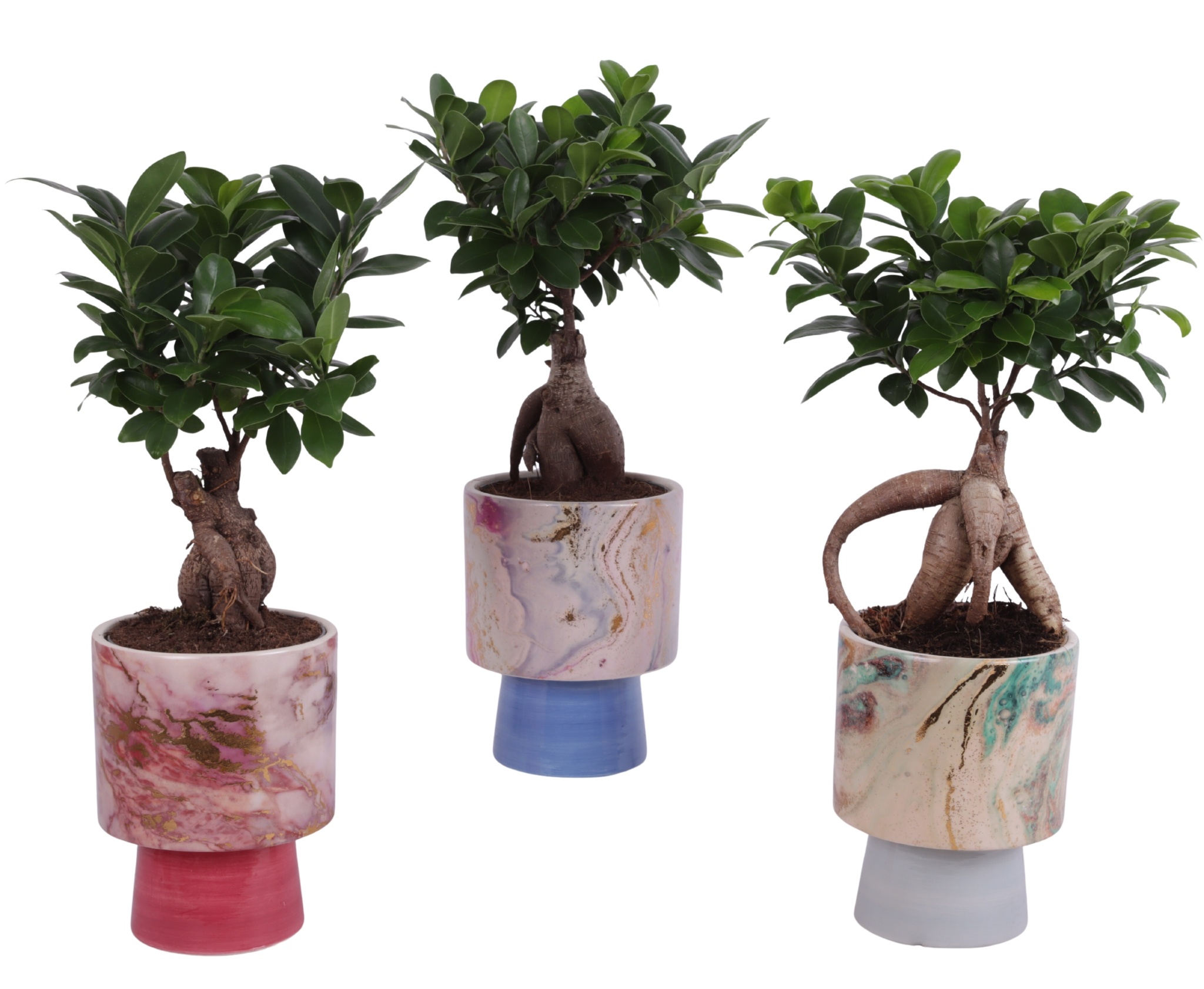 Ficus m. Ginseng Ball Shape Ø12cm in Ø14cm Ceramic FB676, D 14