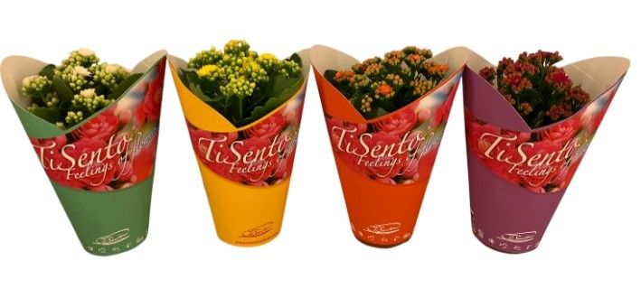 Calandiva 12 cm mix - TiSento Stacy Maart/April mix, D 12