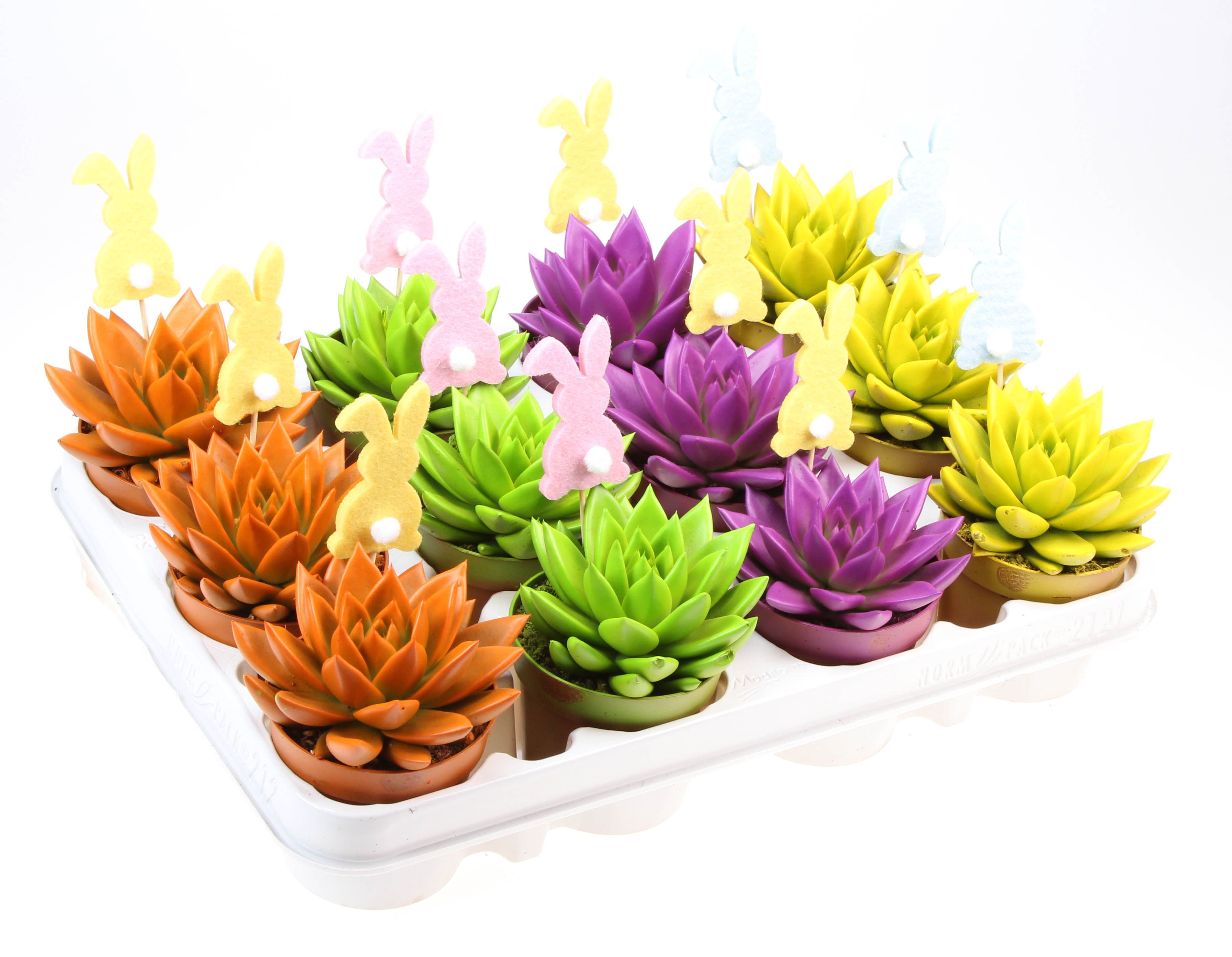 Rainbow mix + bunny, D 8,5