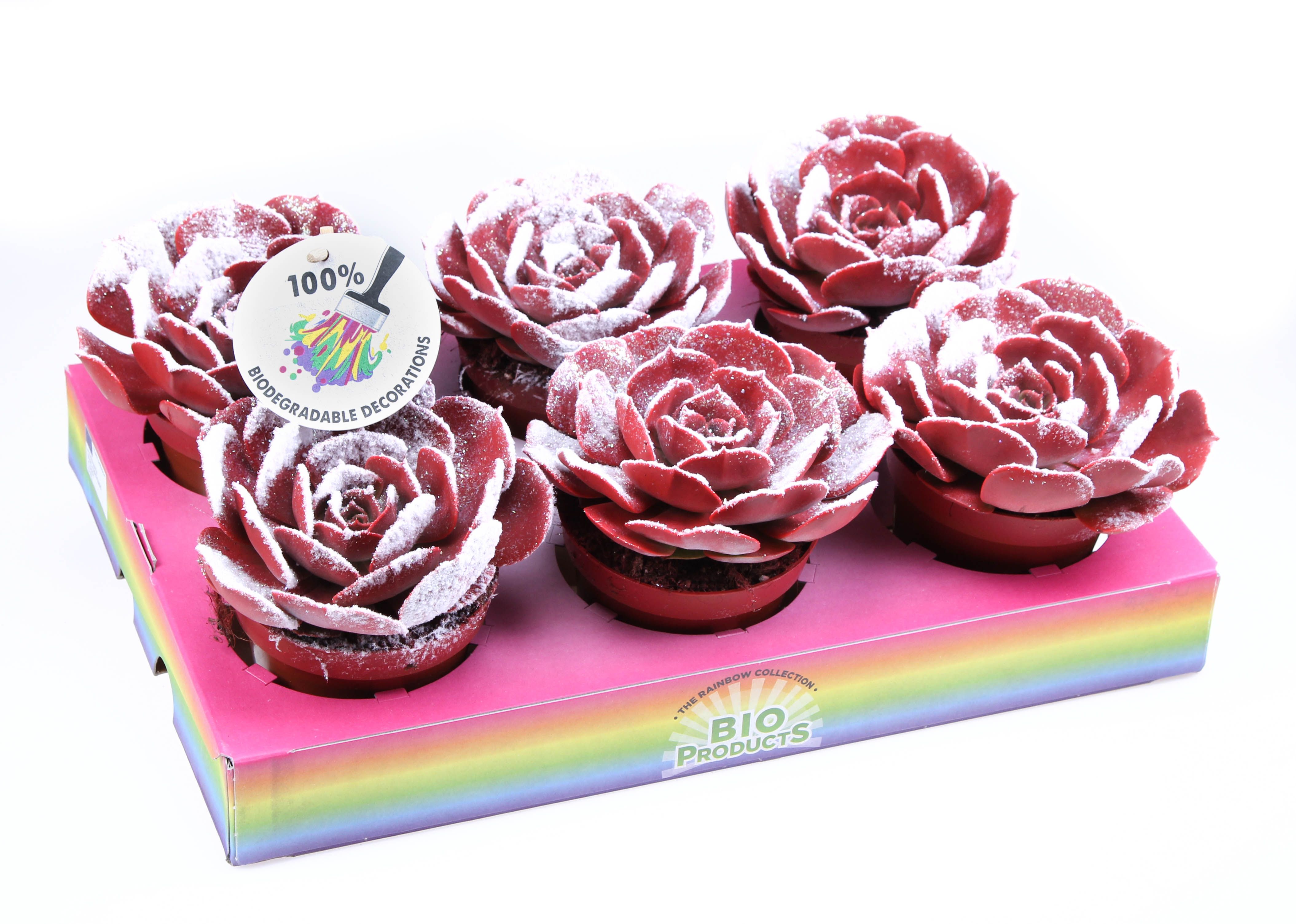 Pollux snowy + bio snow, D 10,5