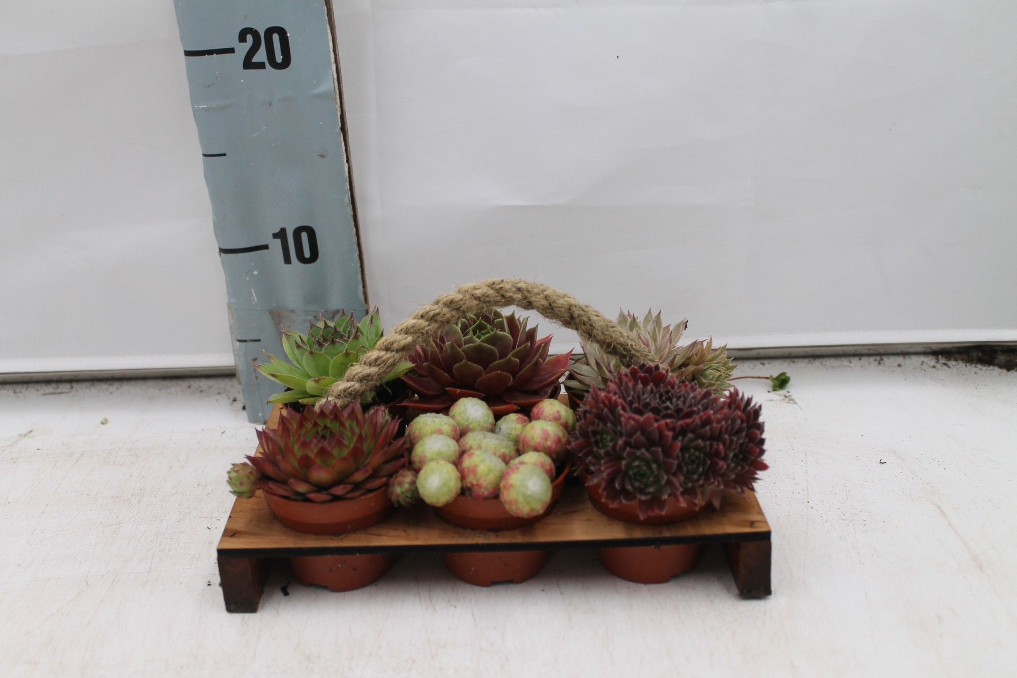 Sempervivum pallet groot, D 6
