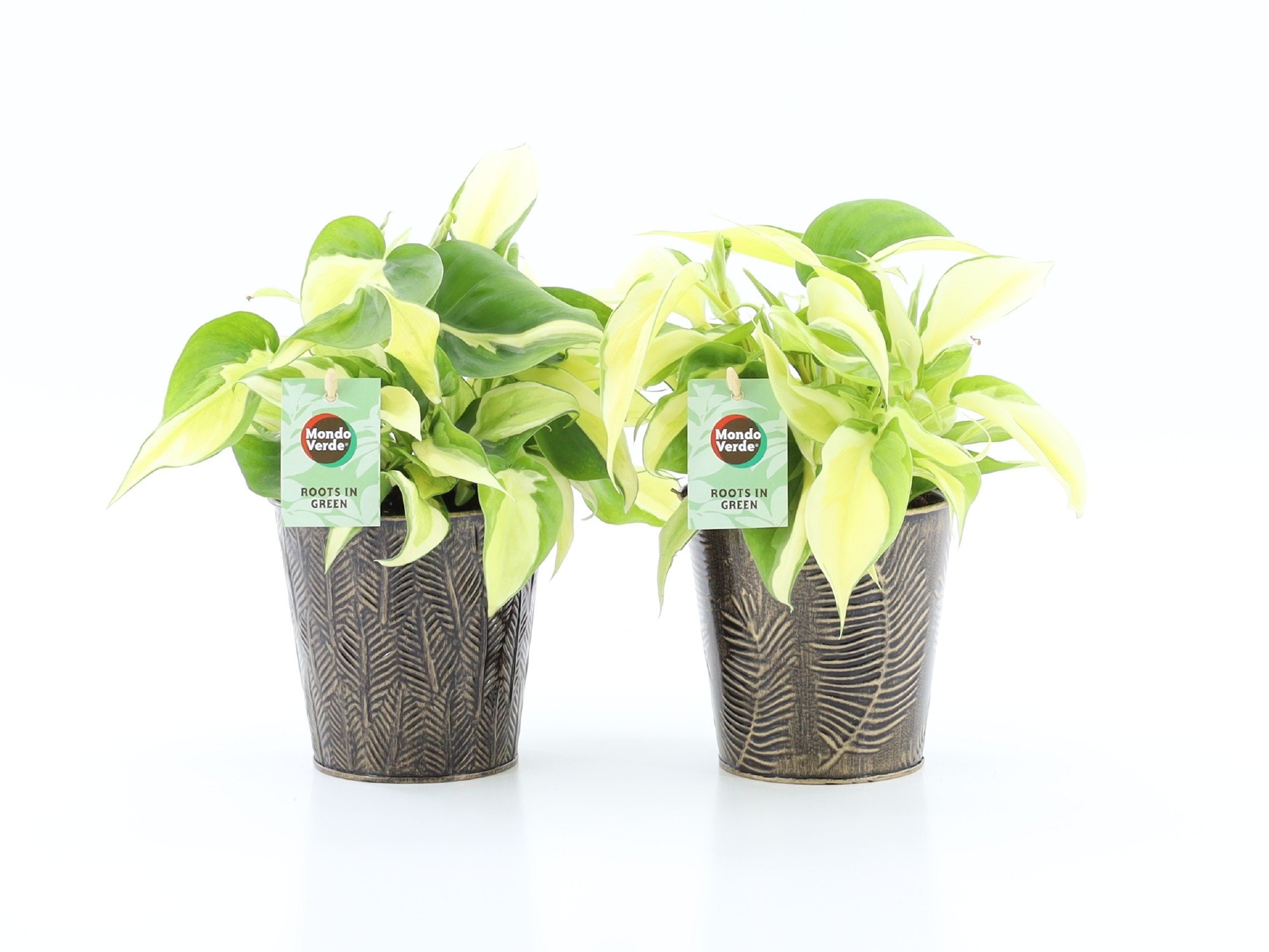 Philodendron scandens Rio in Iron Leaf, D 13