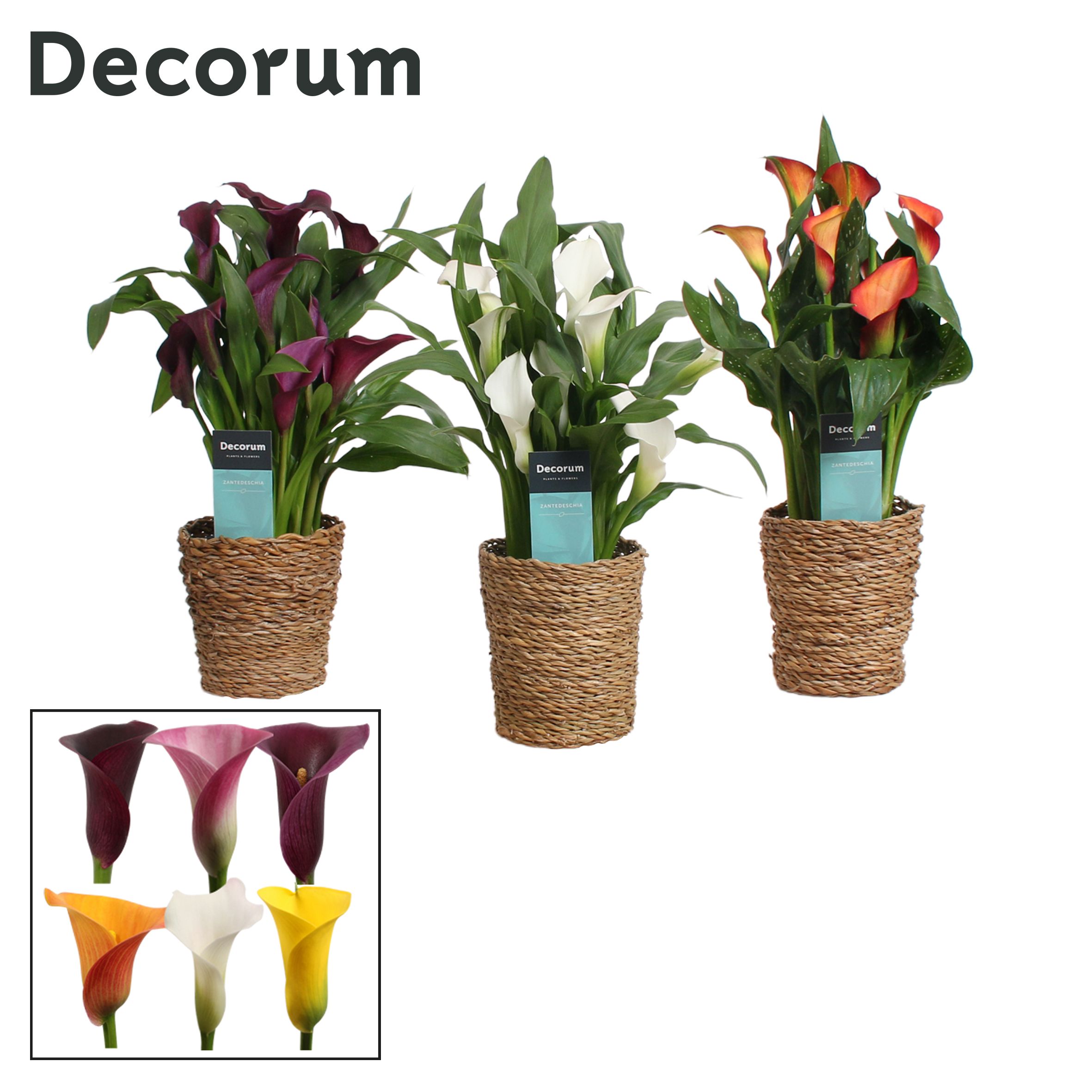 Zantedeschia (Calla) Mix in Ruby mand (Decorum), D 12