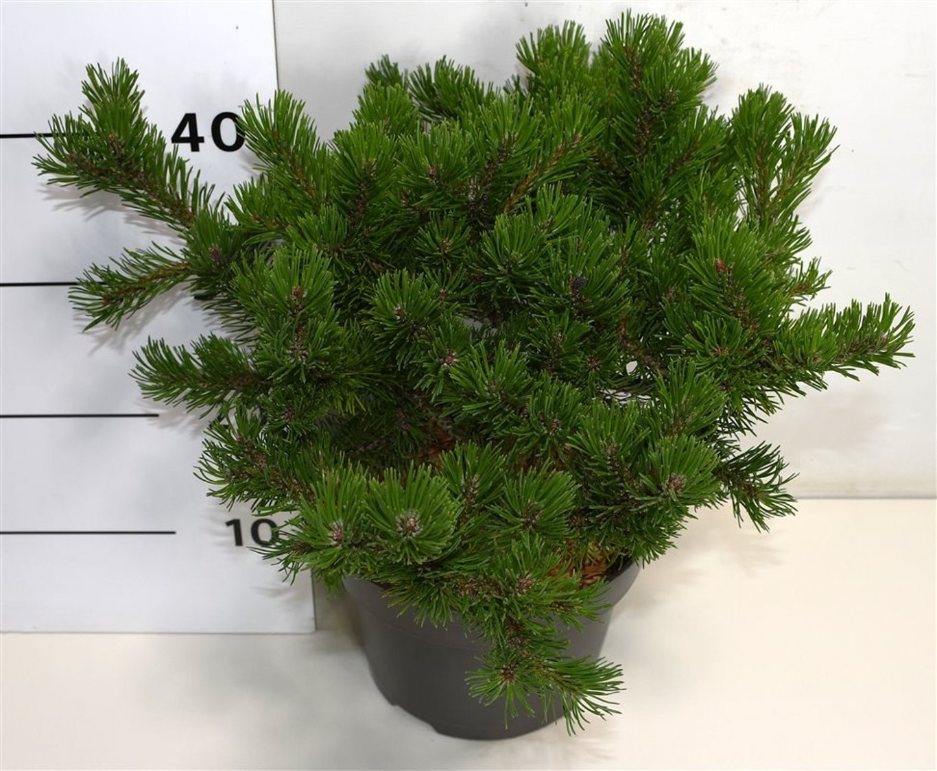 Pinus mugo 'Klosters Grun', D 23