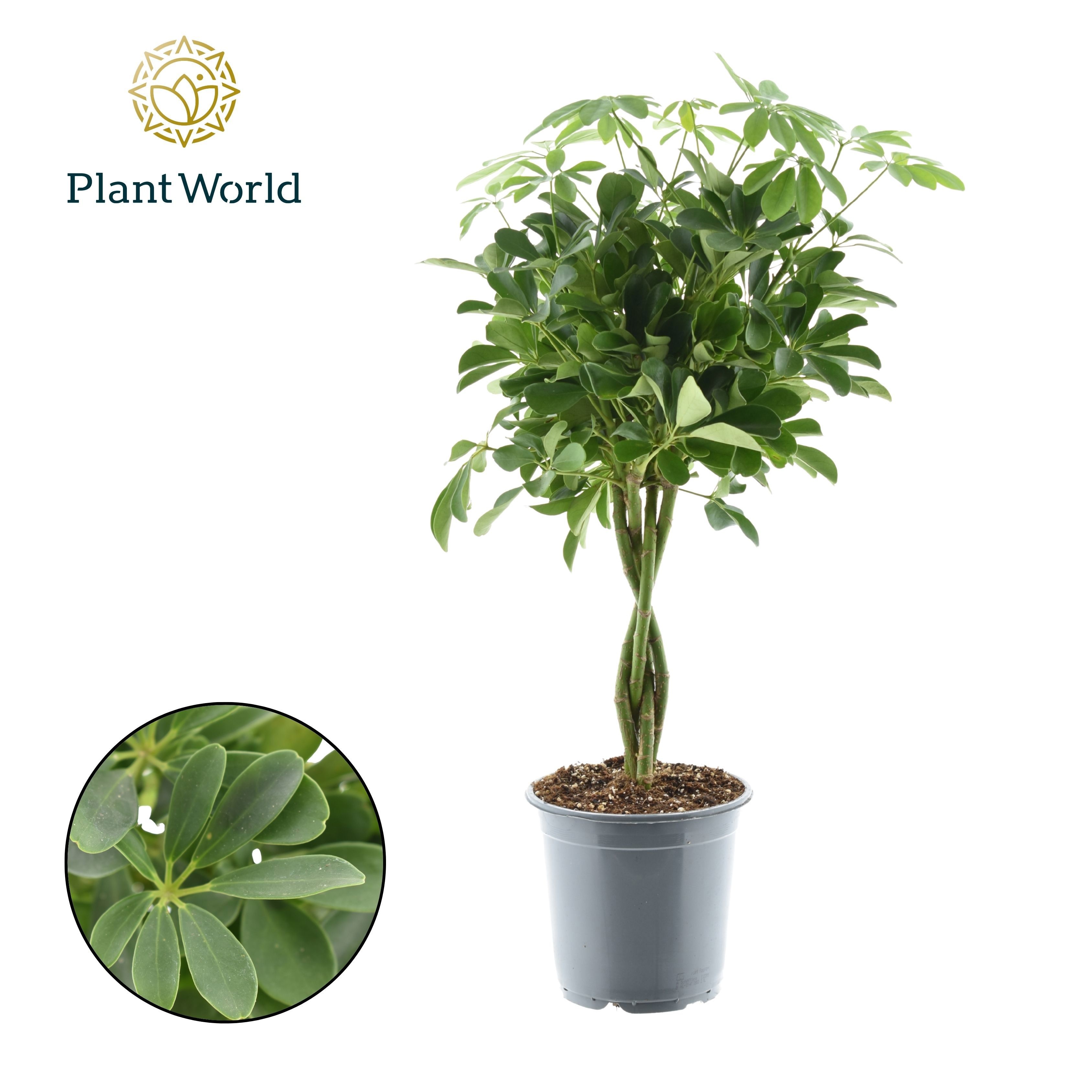 Schefflera Compacta (Nora) gevlochten stam, D 21