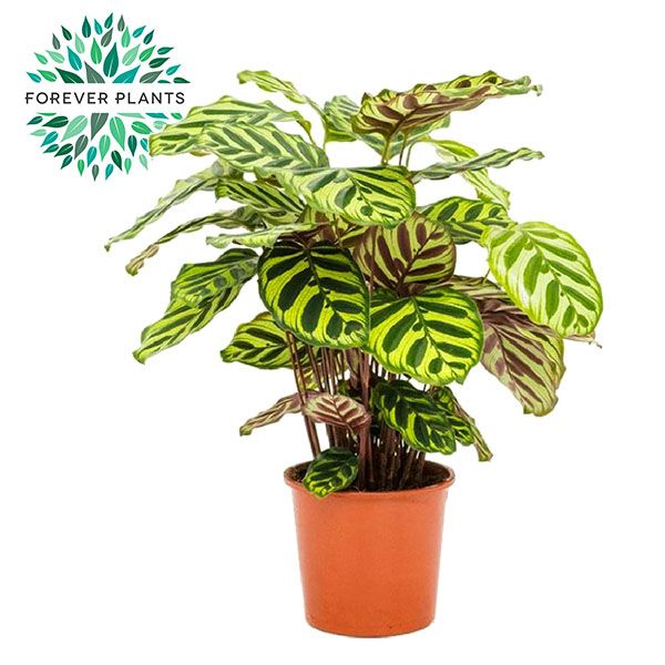 Calathea Makoyana p14 PEAT FREE, D 14