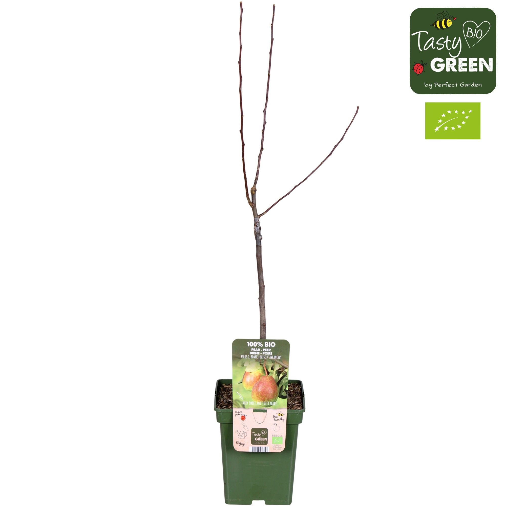 Pyrus com. Bonne Louise dAvranc Bio P23, D 23