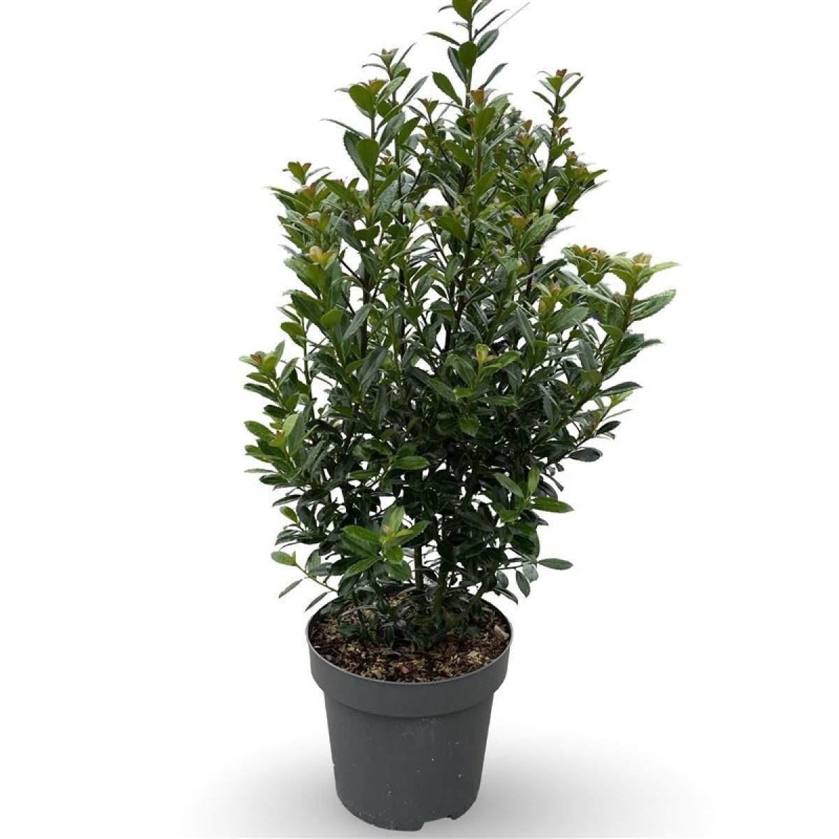 Ilex meserv. 'Heckenpracht', D 32
