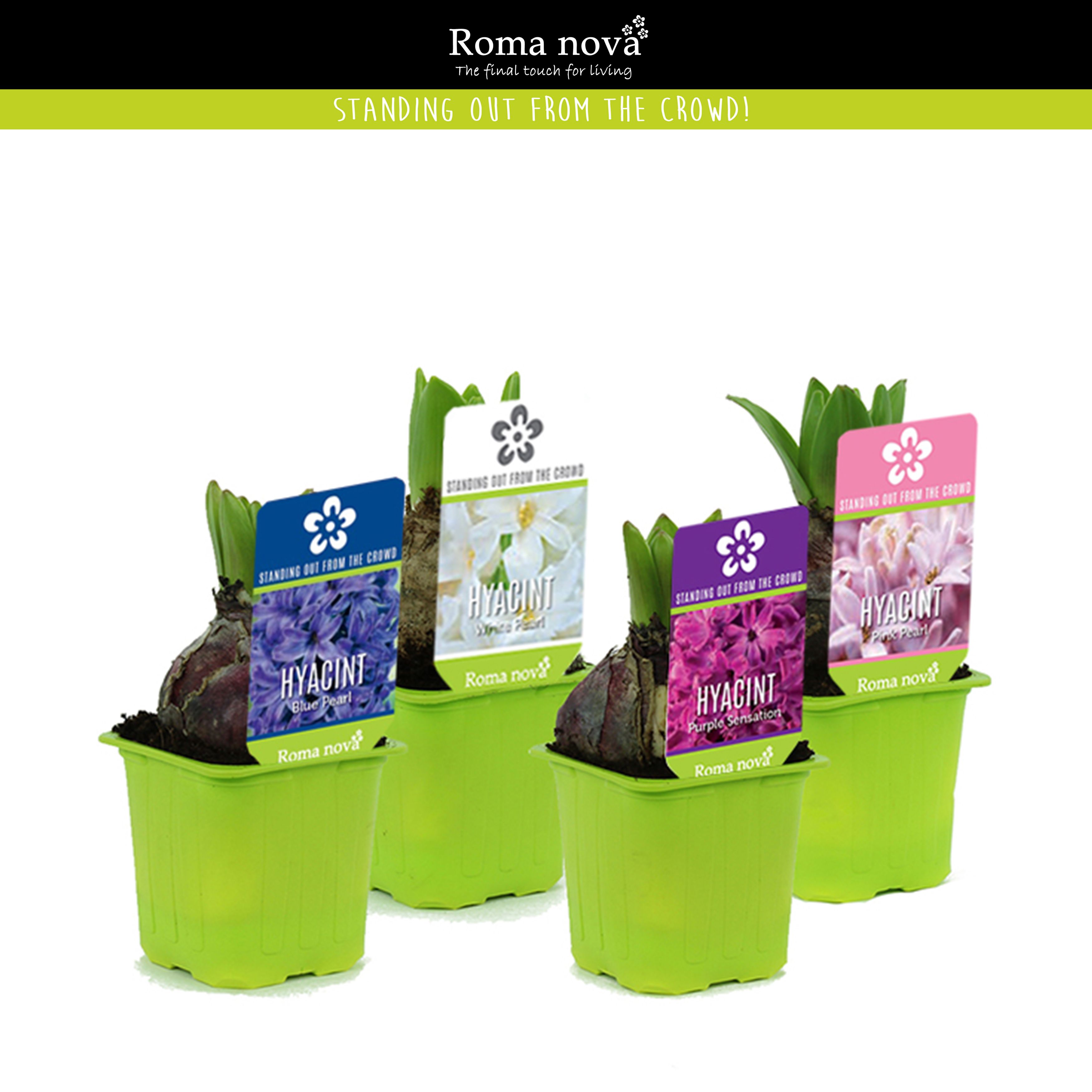 Hyacint gemengd 7cm, D 7