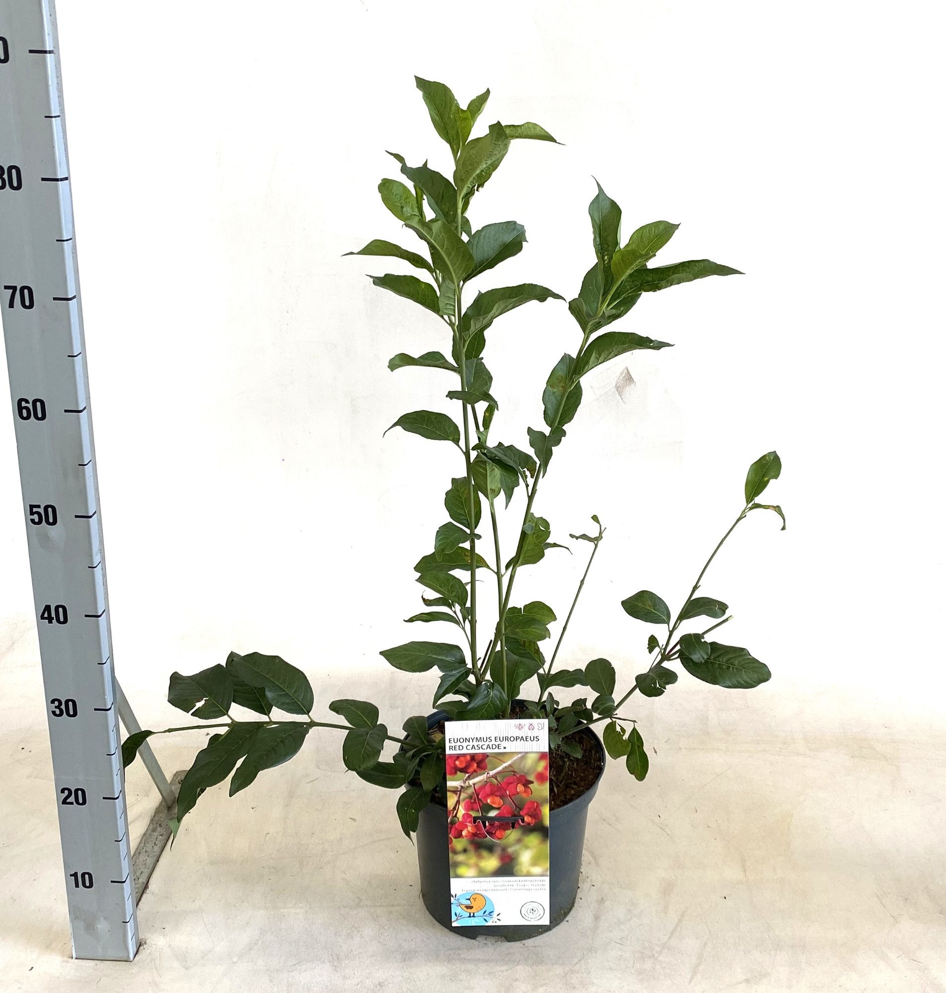 Euonymus europaeus 'Red Cascade', D 23