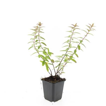 Hypericum 'Hidcote', D 9