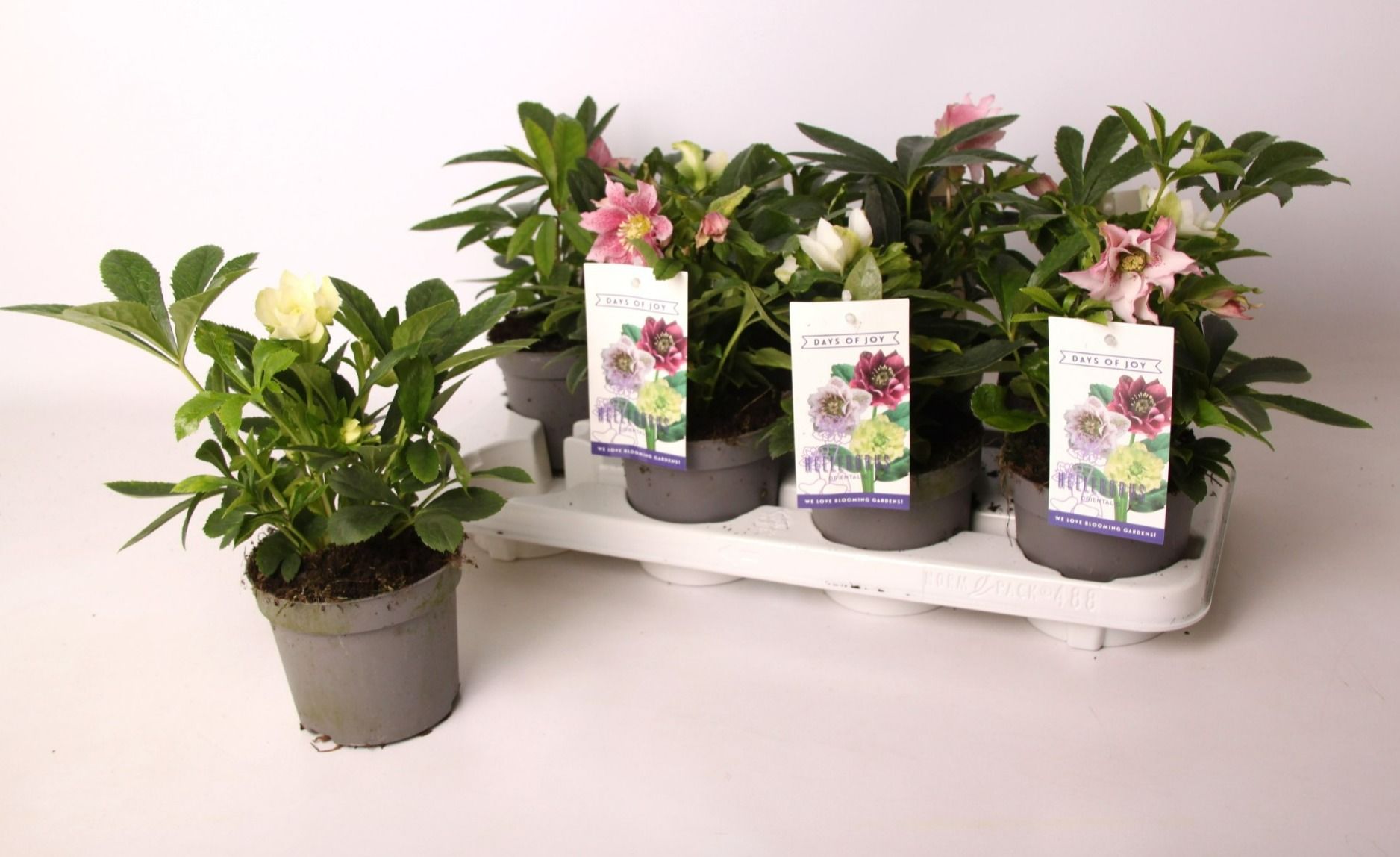 Helleborus orientalis mix, D 13