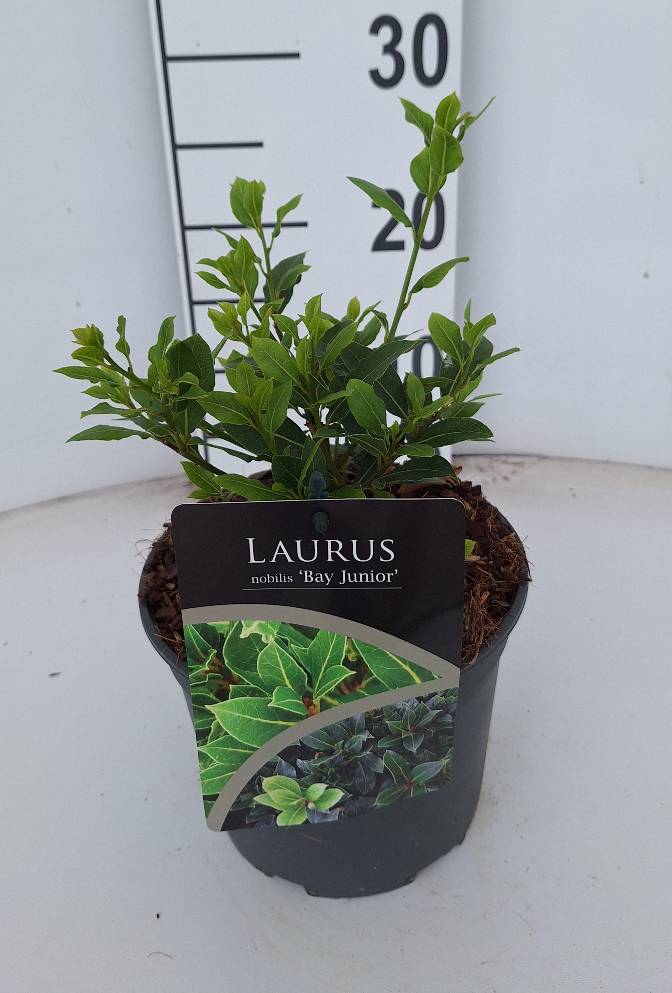 Laurus nobilis Bay Junior, D 17