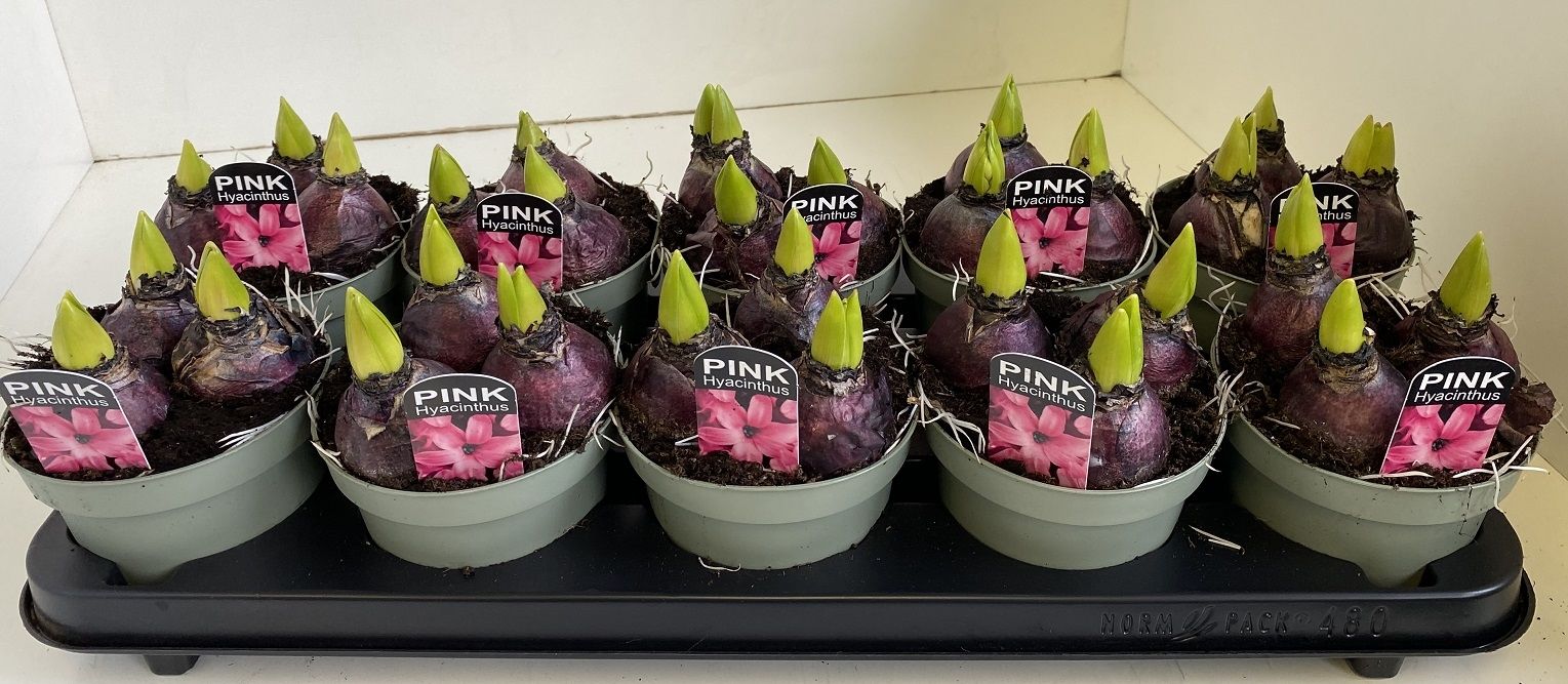 12 cm Hyacint Pink Pearl in olijfgroene pot, D 12