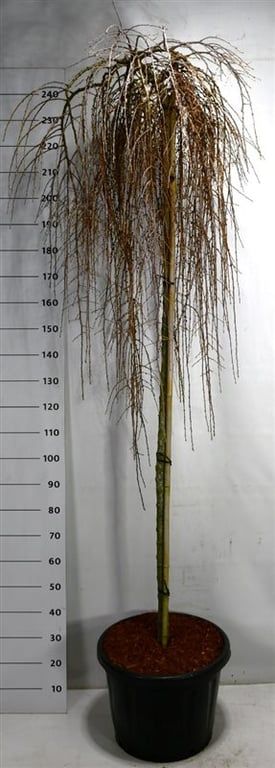 Larix kaempf. 'Stiff Weeper', D 48