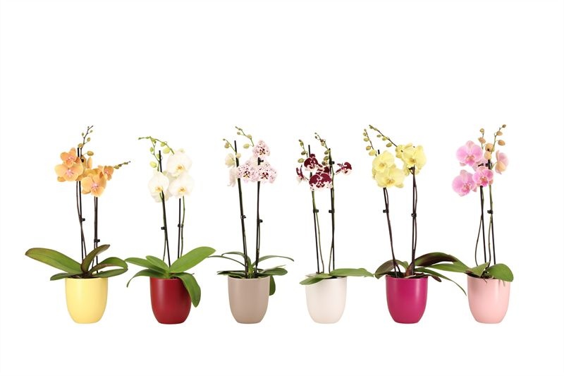 Hugo p12 mix paradise Phal mix 2T14+, D 12