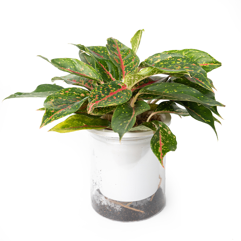 Аглаонема найт спаркл 14 30 (предзаказ)