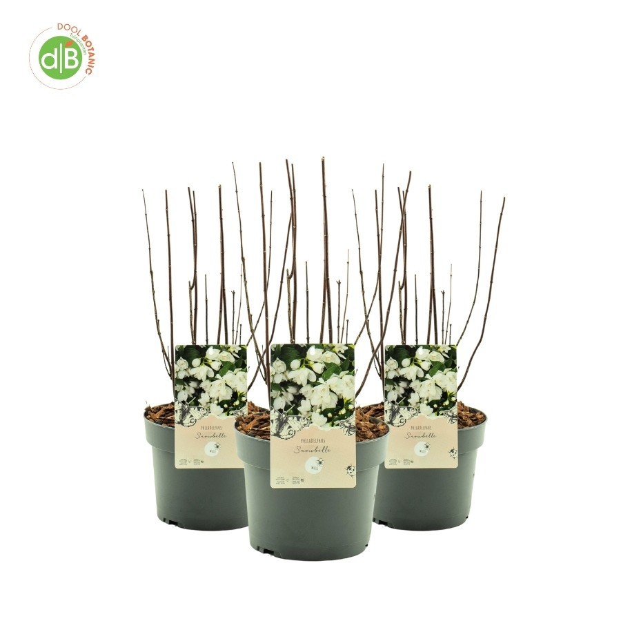 Philadelphus 'Snowbelle', D 19