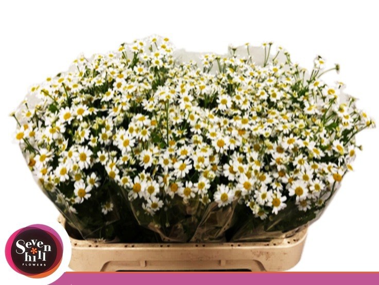 Танацетум Сингл Вегмо 70 (бел.), шт.