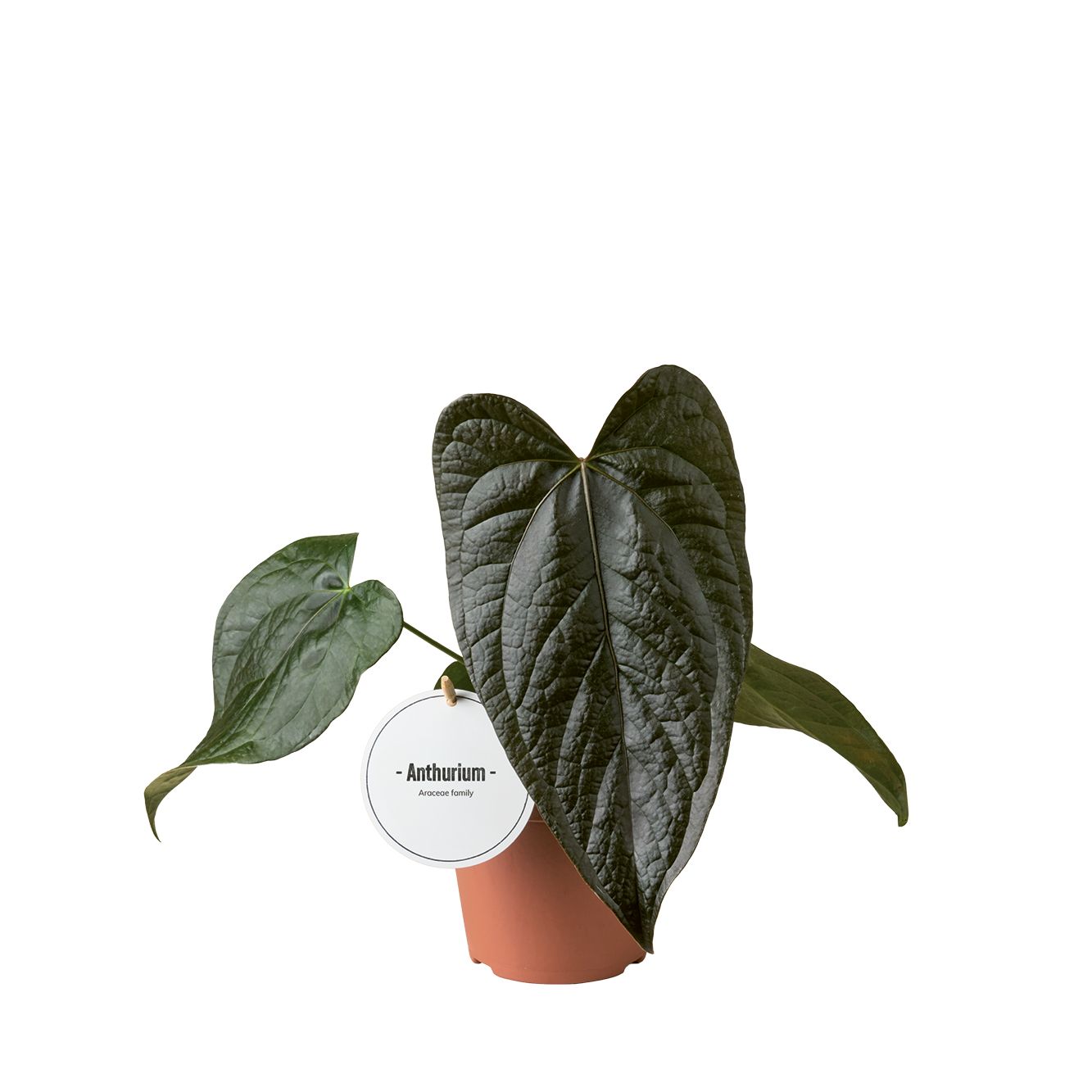 Anthurium Queen of Hearts, D 12