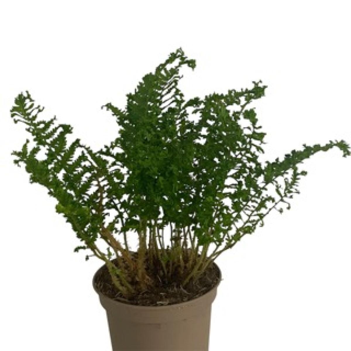 Dryopteris f.-m. 'Crispa Cristata', D 17