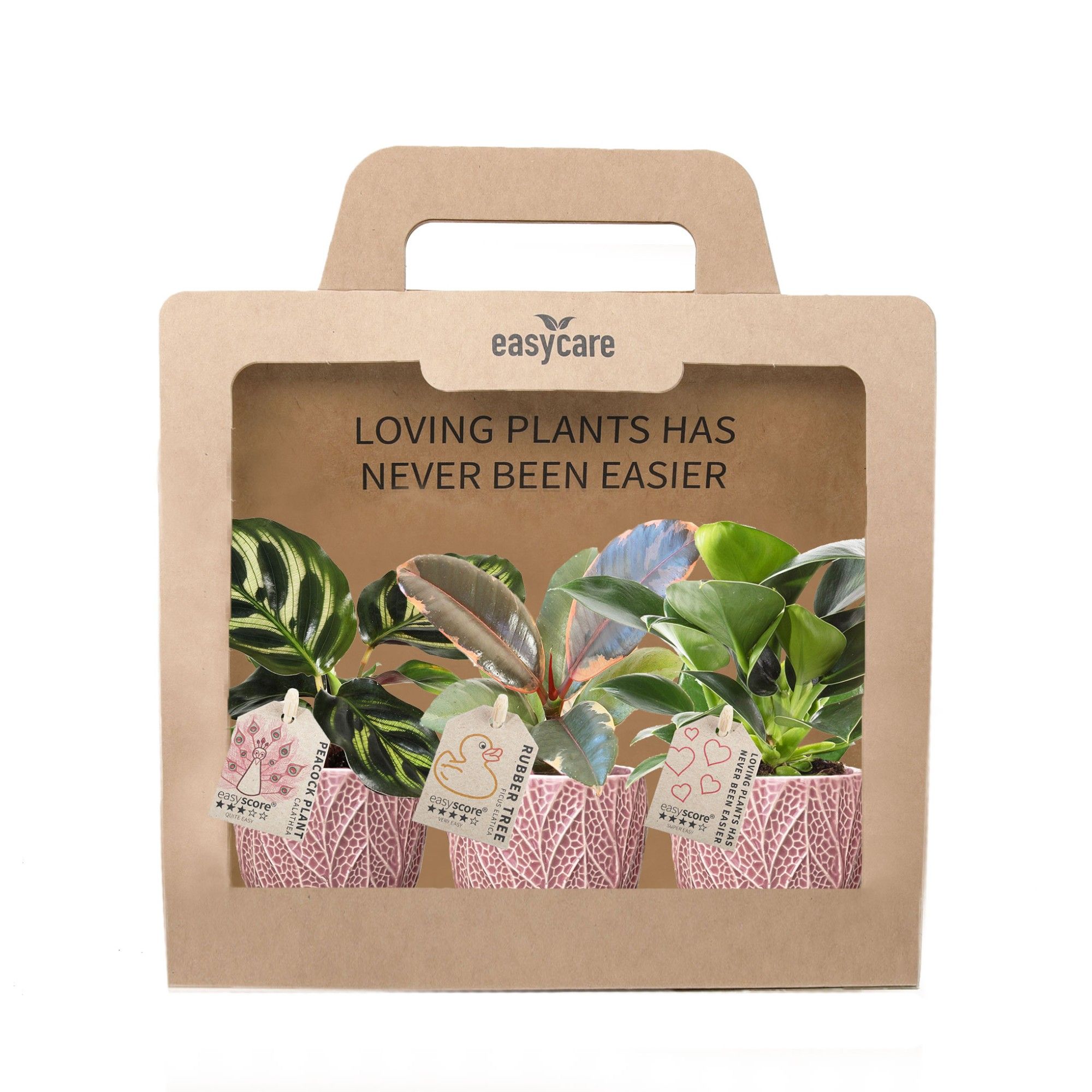 3-Pack Leaf Rosa, Leafy Plants, D 7