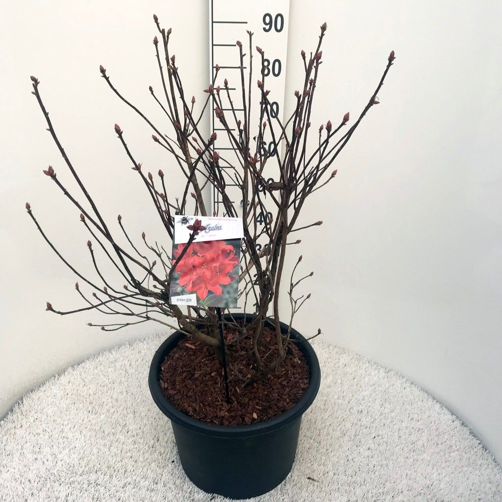 Rhodo. (AK) 'Satan' red, D 37