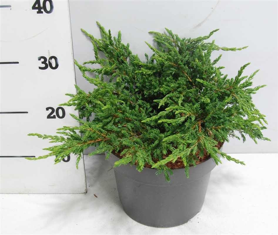 Juniperus comm. 'Repanda', D 23