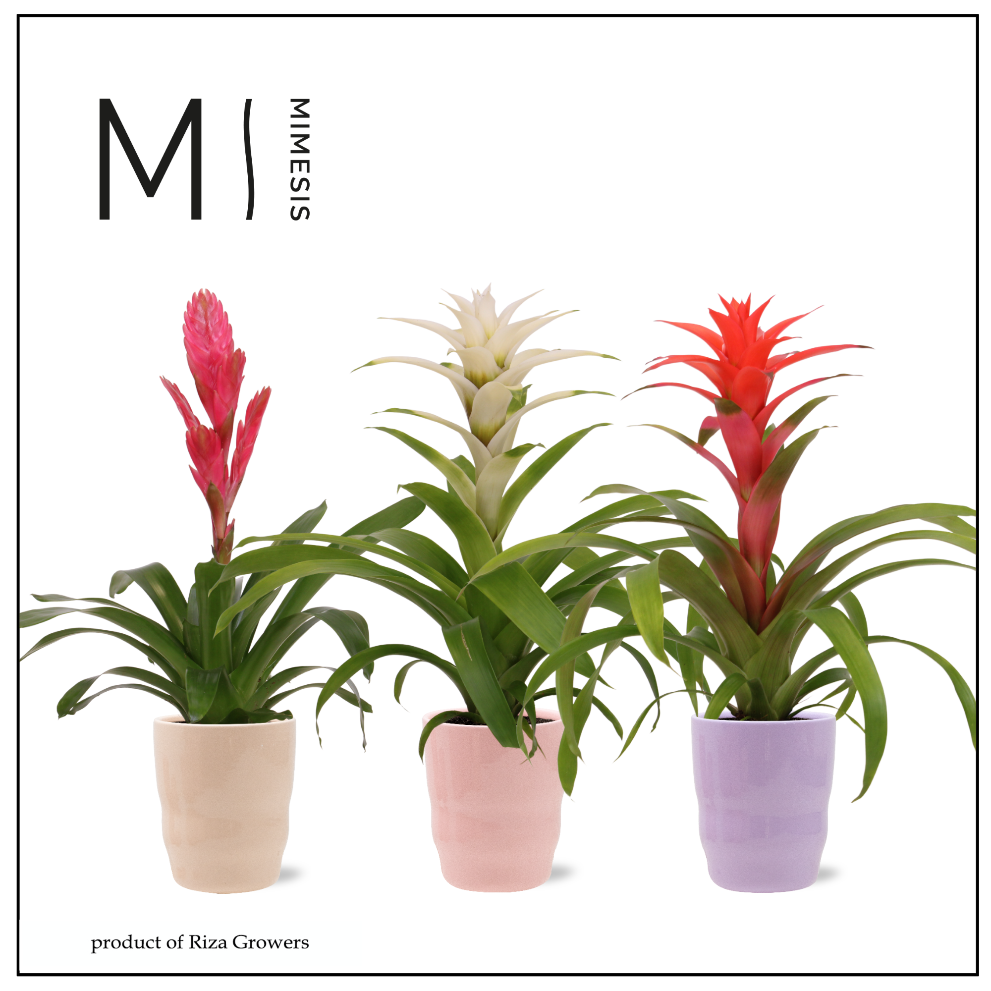 Bromelia Charming - 12cm in Athena | Mimesis, D 12