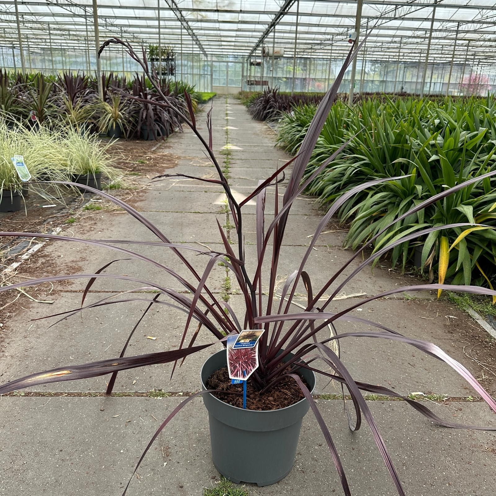Cordyline Festival® Burgundy ('JURRed’PBR), D 32