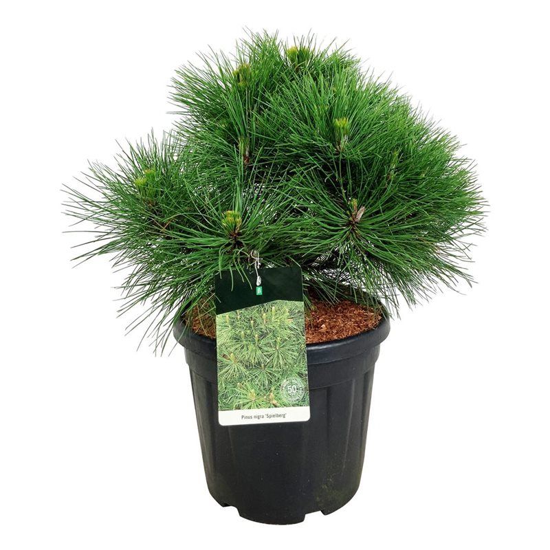 Pinus nigra 'Spielberg', D 40
