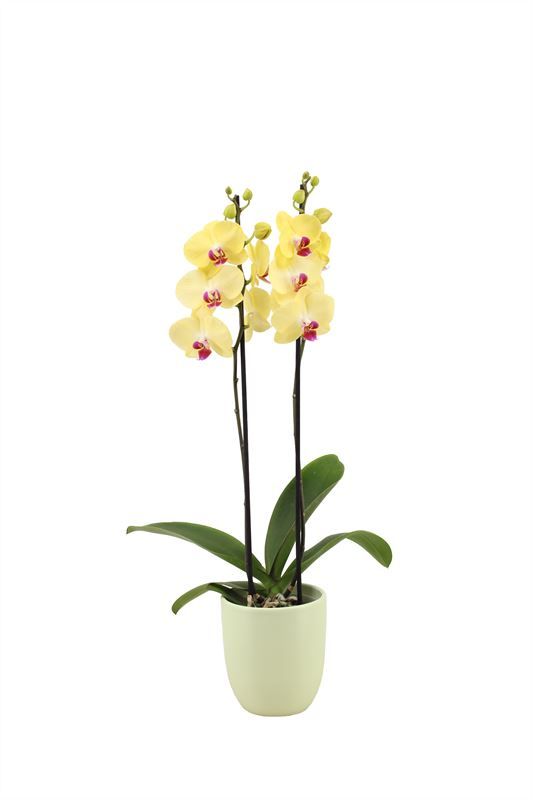 Hugo p12 green light Phal yellow 2T14+, D 12