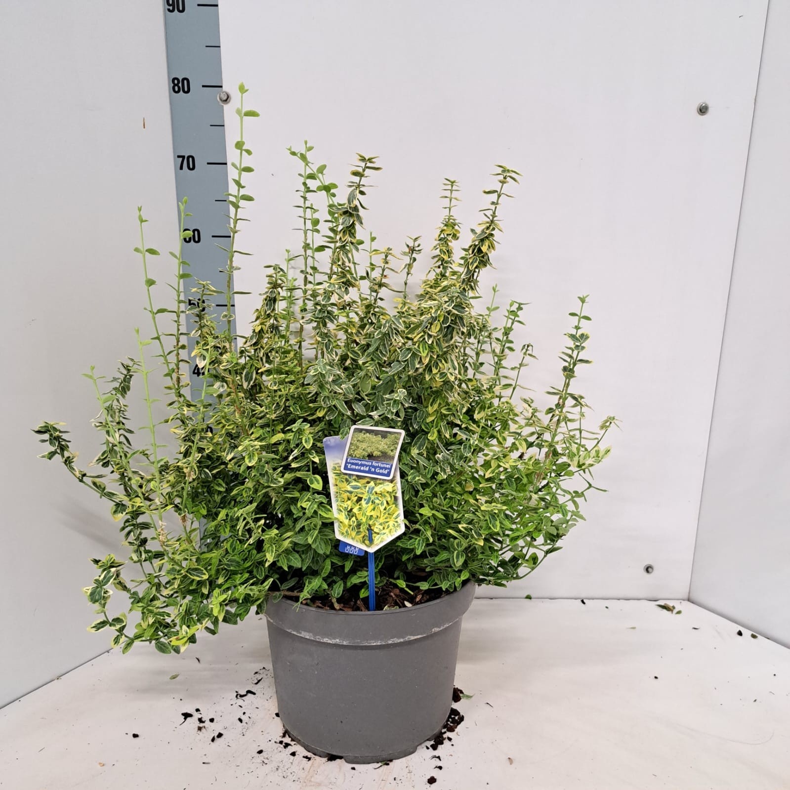Euonymus fort. 'Emerald 'n Gold', D 29