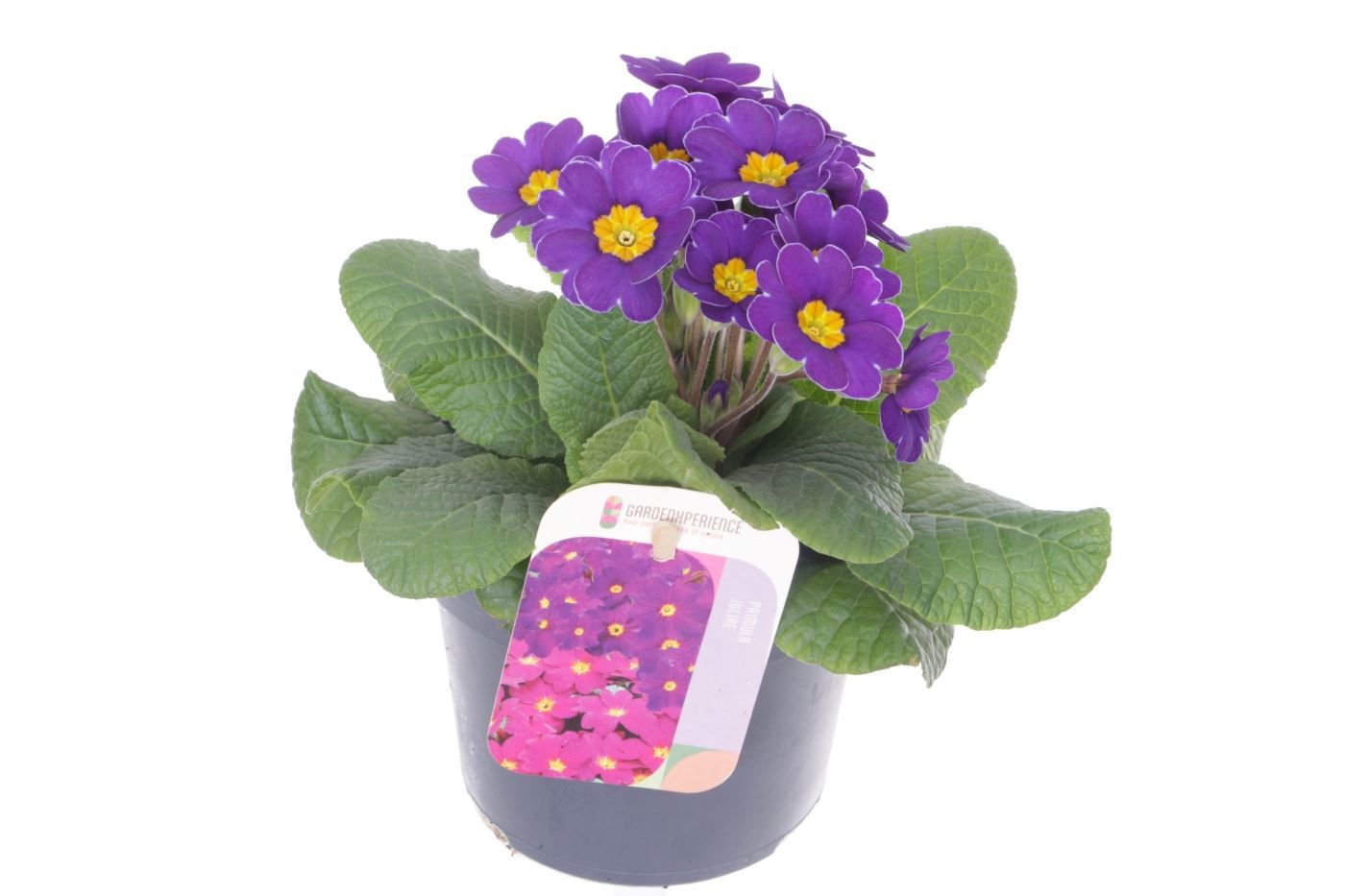 Primula elatior Veristar Late Twin Violet, D 13