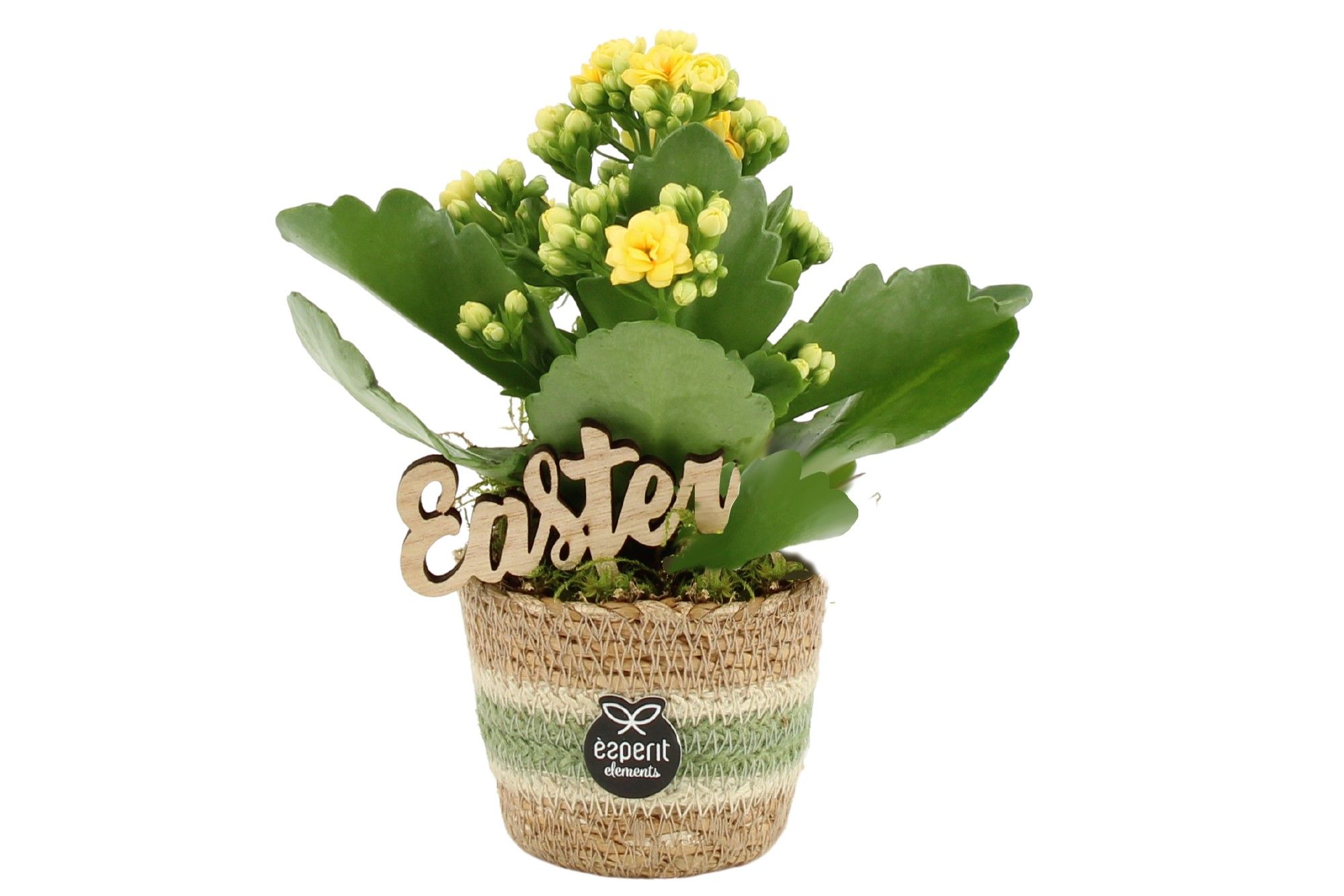 70708: Easter arrangement, D 7
