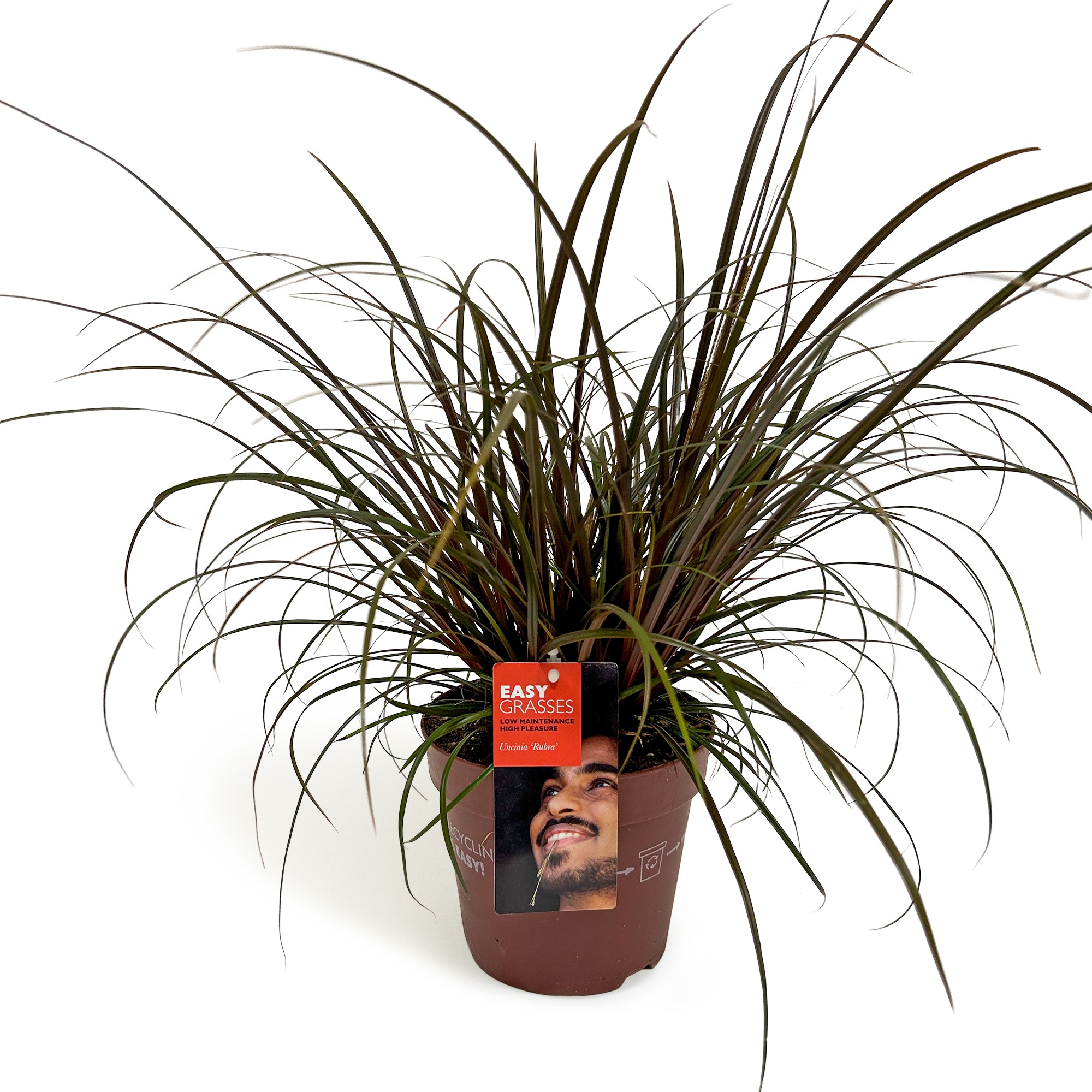 Uncinia unciniata Rubra, D 17