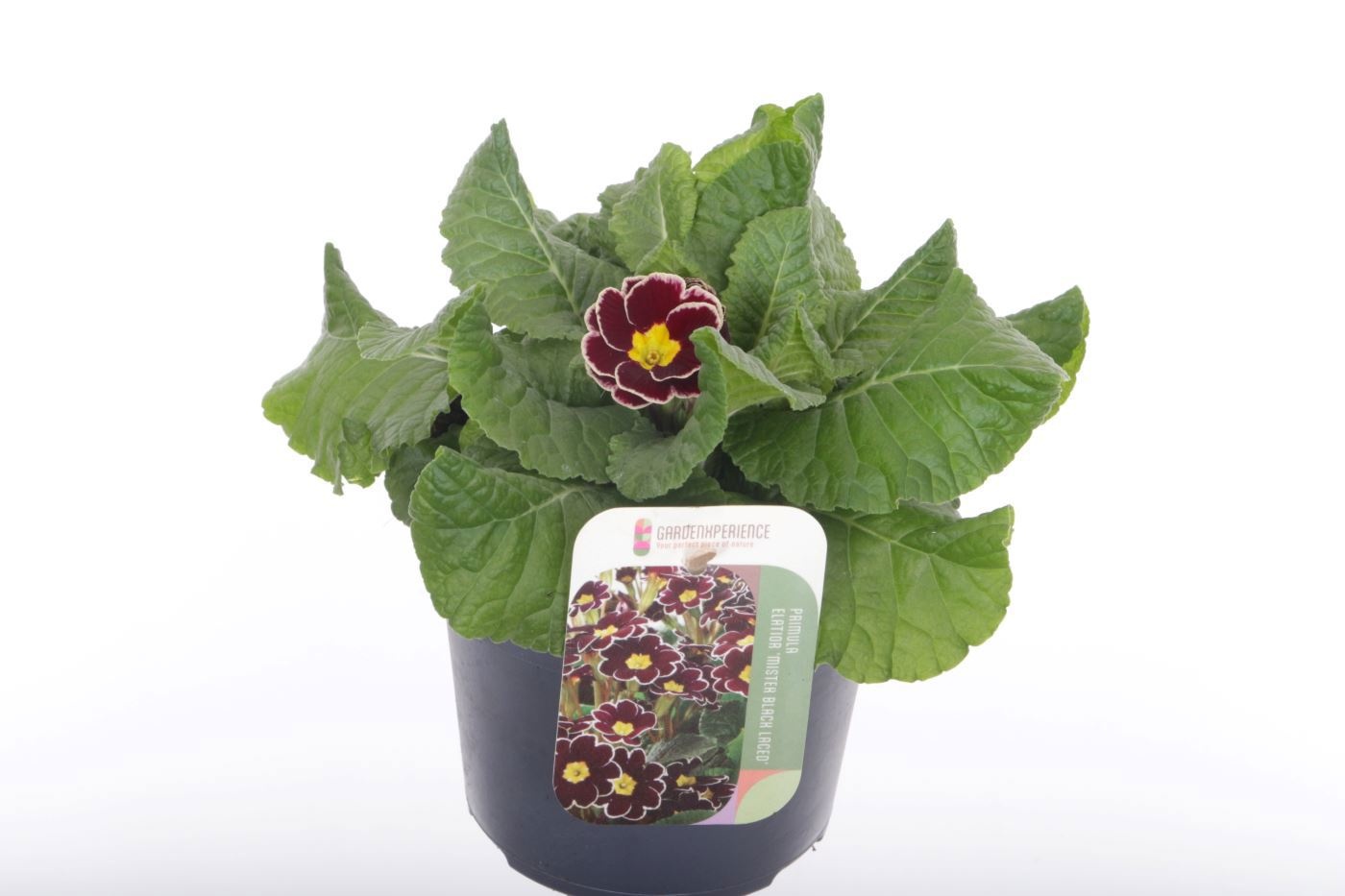 Primula elatior Veristar Wine Rose Silver Laced, D 13